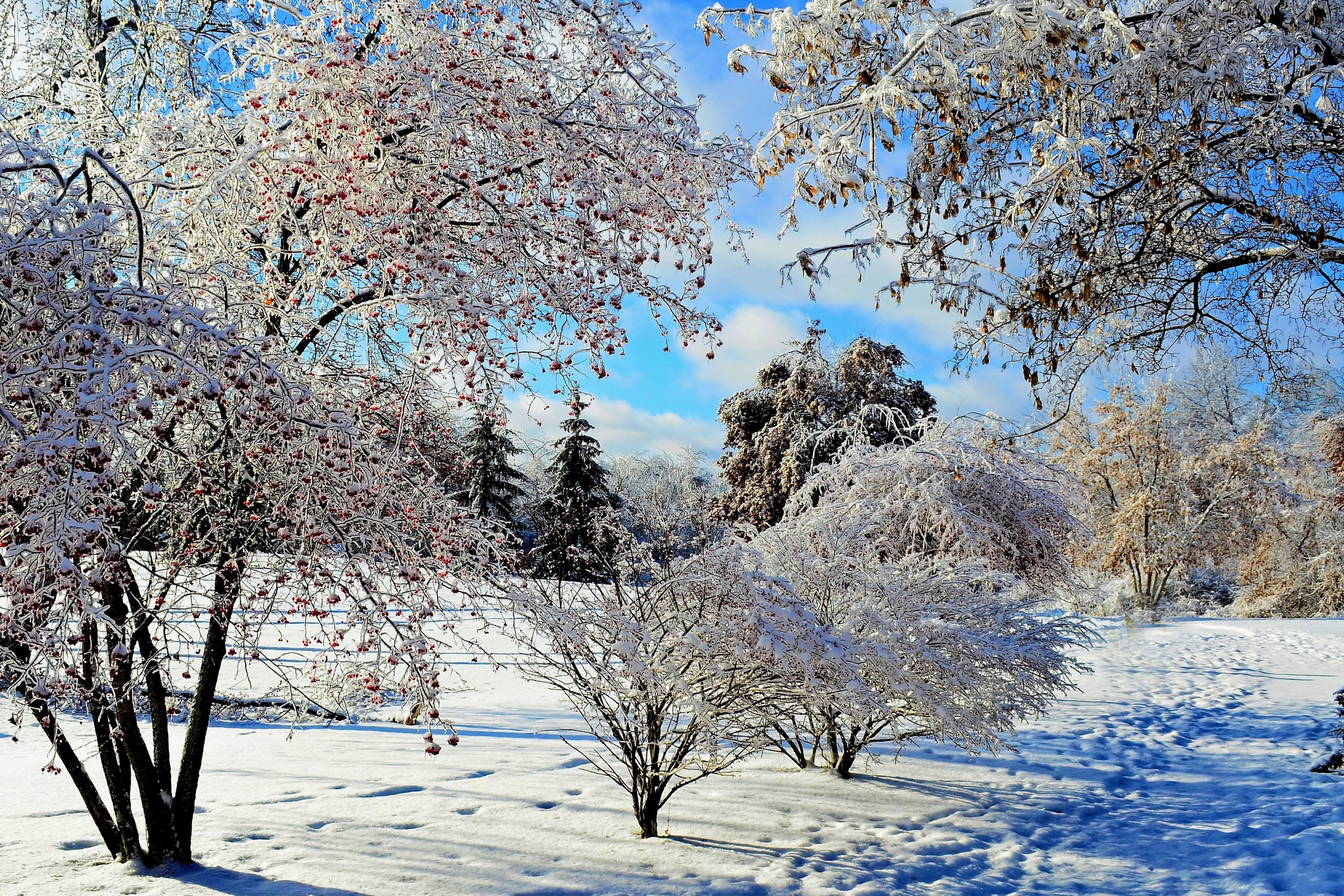 Зимний пейзаж. Заснеженные деревья. Деревья в снегу. Красивые деревья в снегу. Красивая природа февраль