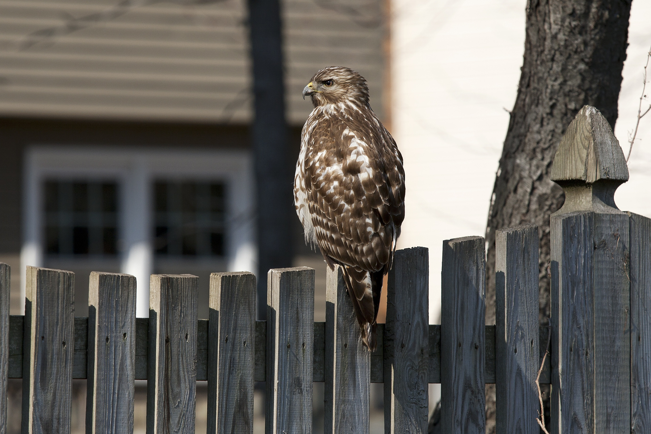 птица, забор, ястреб