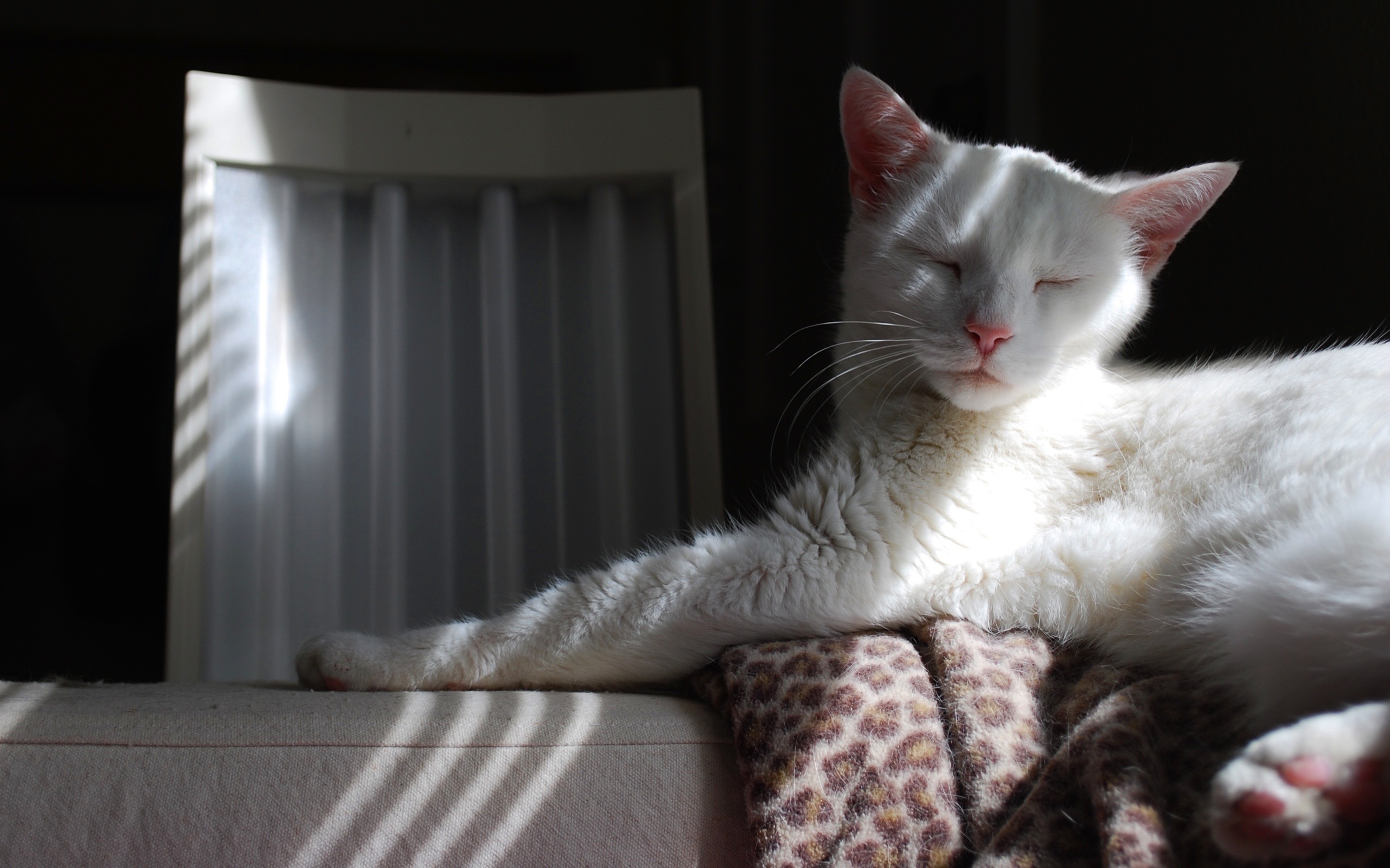 Кошка белая. Белая кошка на диване. Белый кот лежит. Белая кошка лежит.