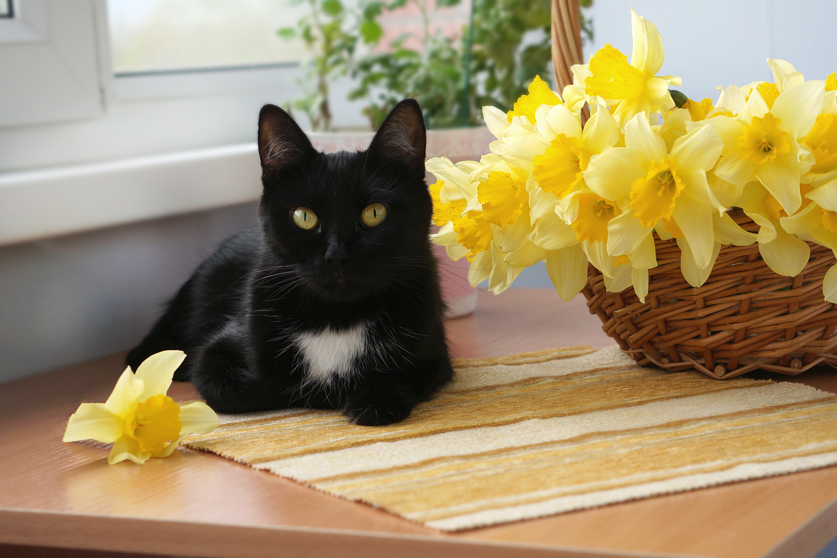 Черный кот в цветах. Кошечка с цветами. Котенок в цветах. Кошки в нарциссах.