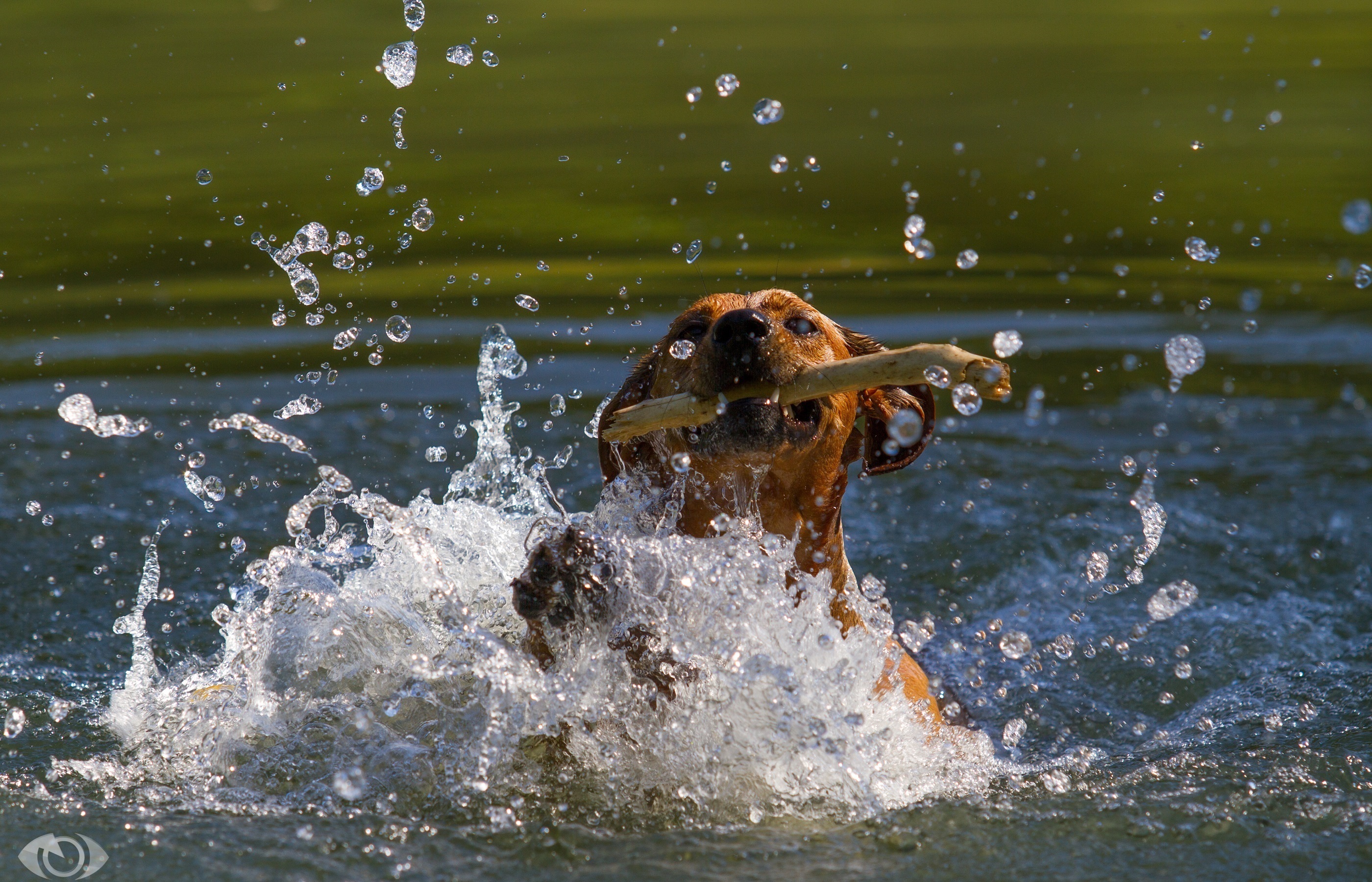 Water mouthing. Собака в воде. Собака тонет. Собака плавает. Собака плавает в воде.