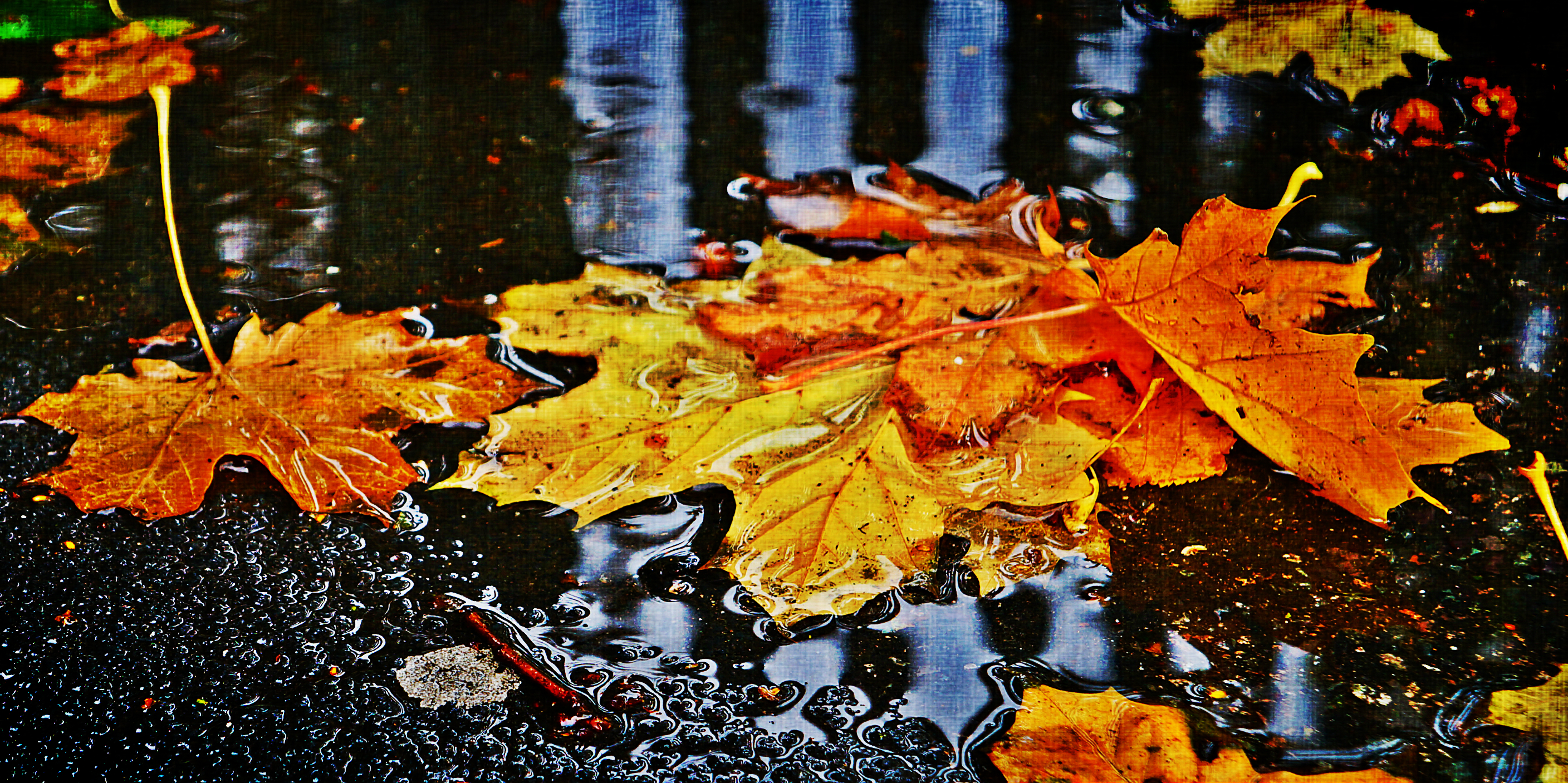 Падающие листья в воду. Дождливая осень. Осень листья. Осень дождь. Осенние листья в луже.