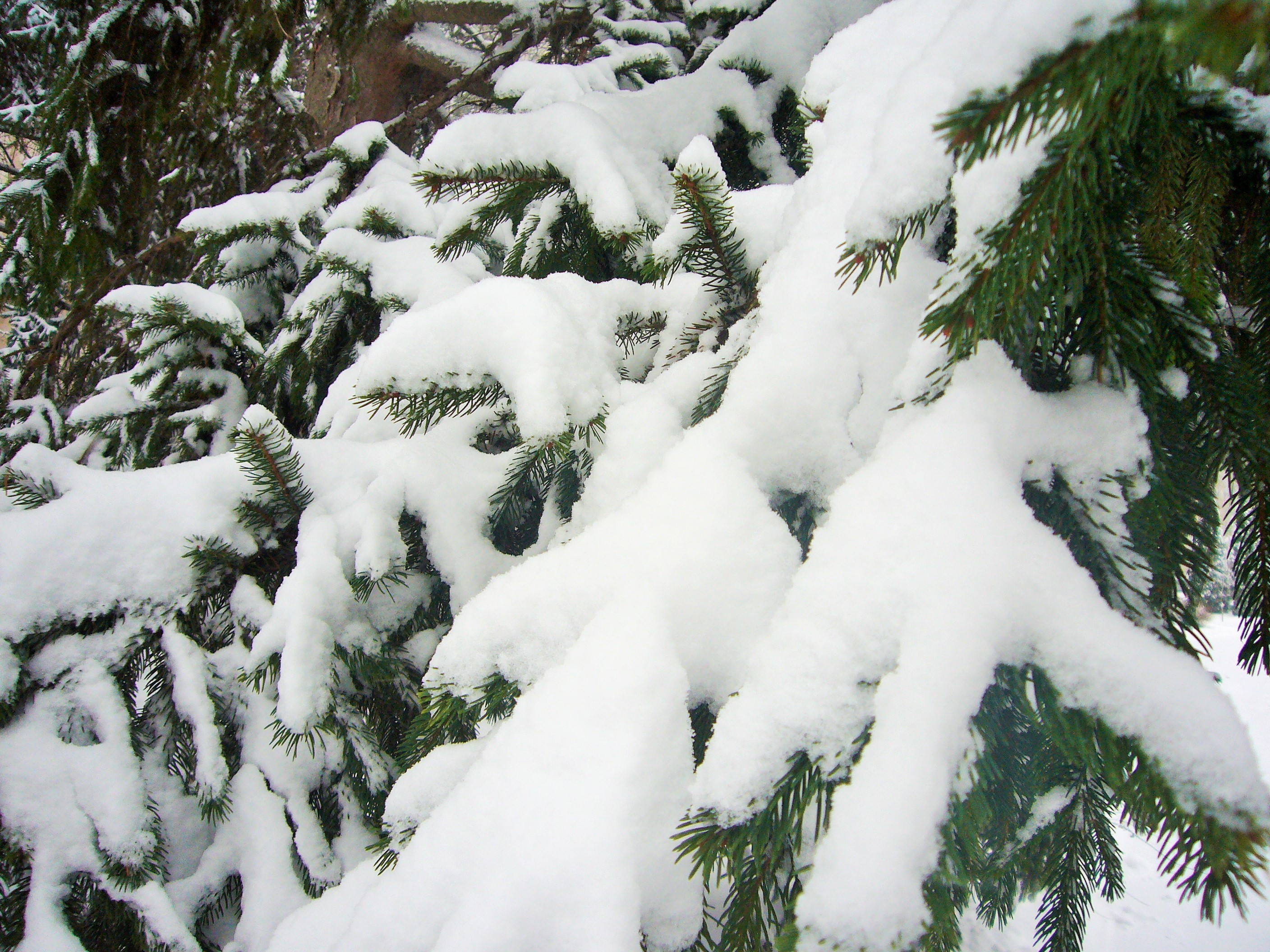Елочки под снегом. Елка в снегу. Ель в снегу. Зимняя елочка. Зимняя елка.