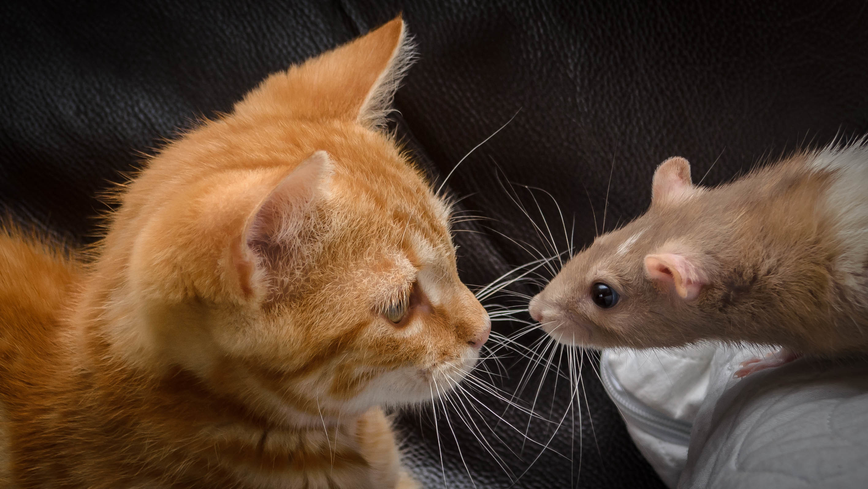 Котенок мышь. Кошки-мышки. Кошка и мышь. Котенок с мышкой. Рыжий кот и мышь.