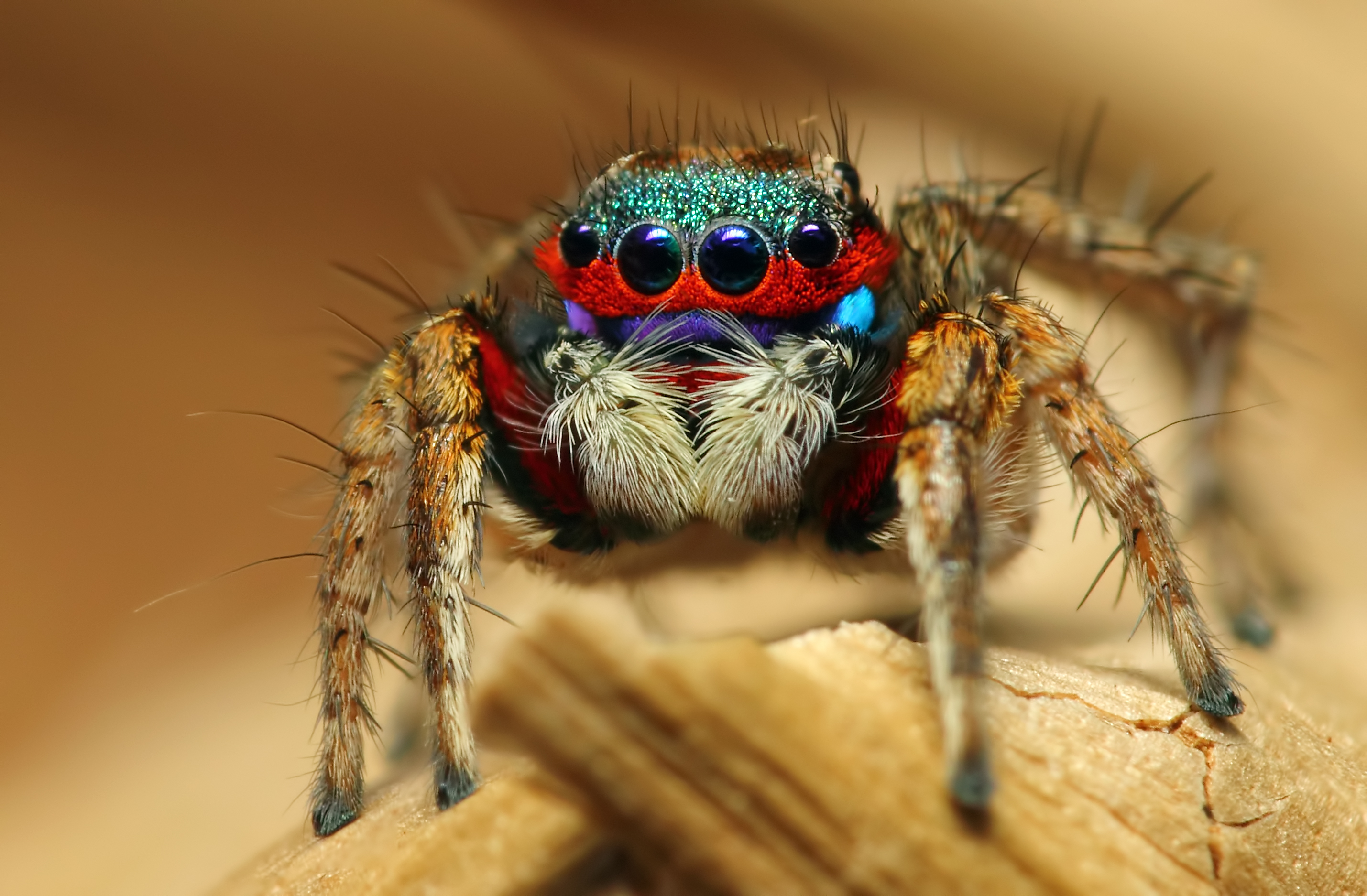 Обои макро, паук, насекомое, Colorful Jumping Spider на телефон и рабочий  стол, раздел макро, разрешение 2859x1875 - скачать