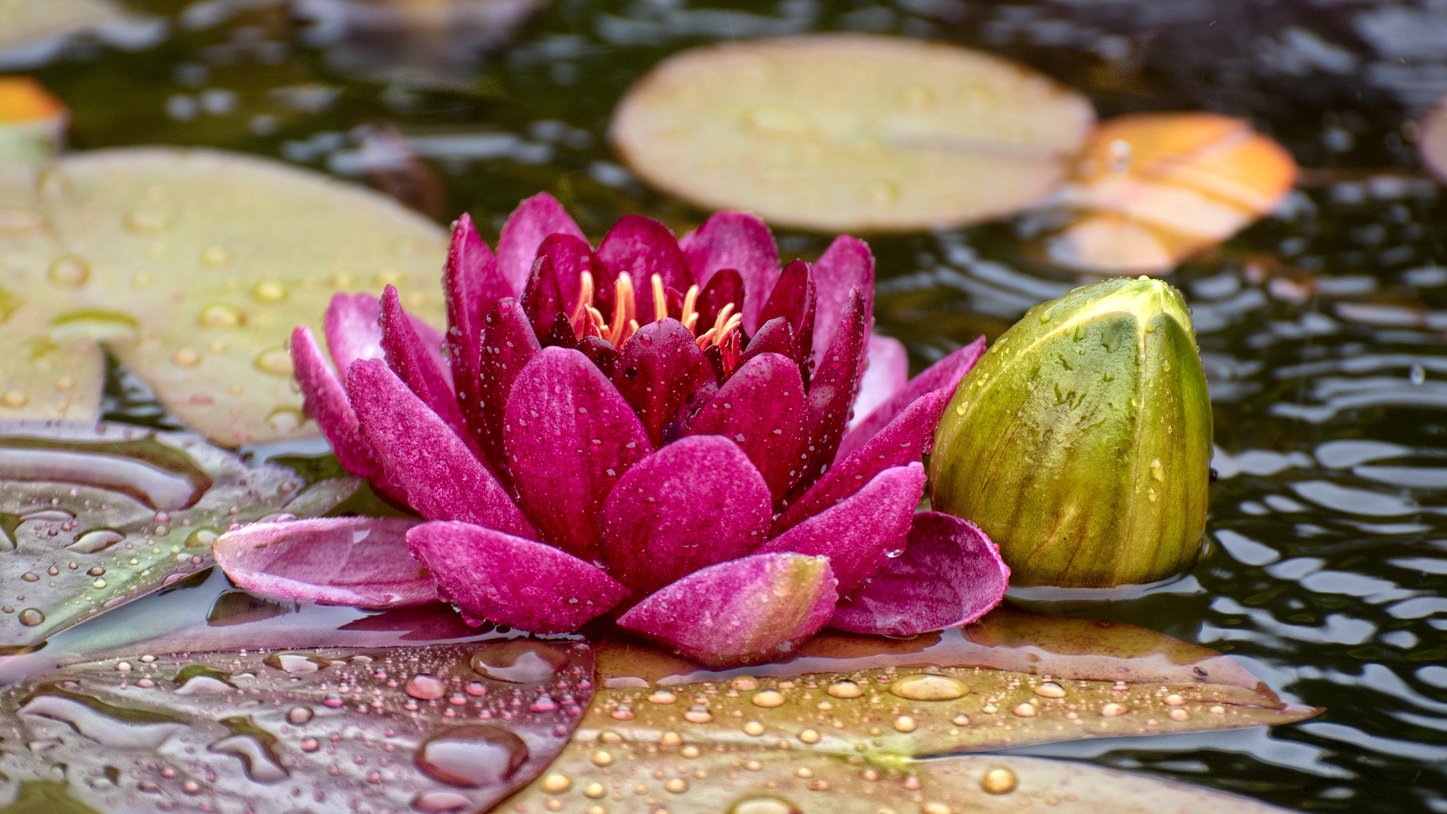 Вода цветы красиво. Экадаши Лотос. Цветы на воде. Кувшинка цветок. Водяная Лилия.