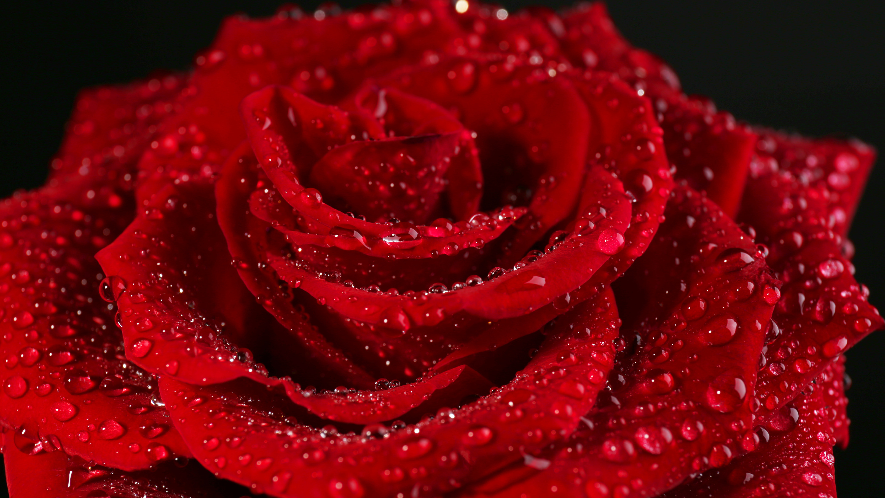 Красненький красная красная. Красные розы. Крупные розы. Цветы розы красные.