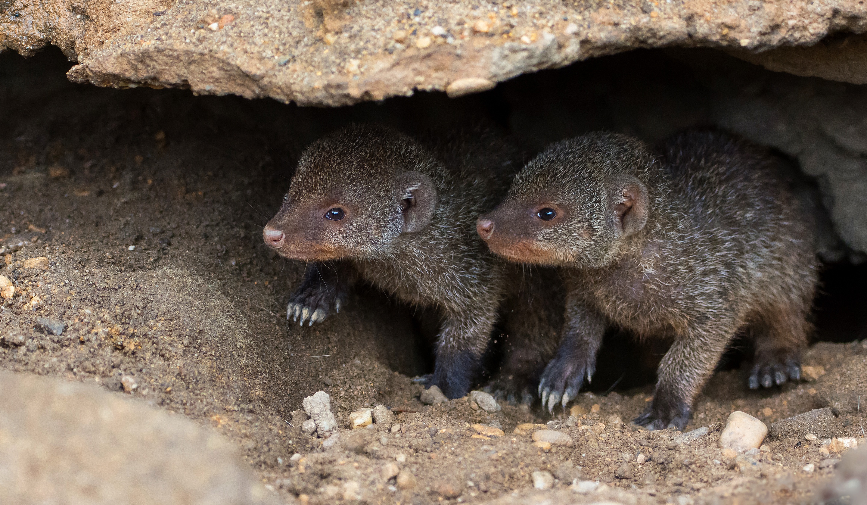 Крот в очках фото. Крот мультяшный. Кроты на участке. Крот копает. Крот.