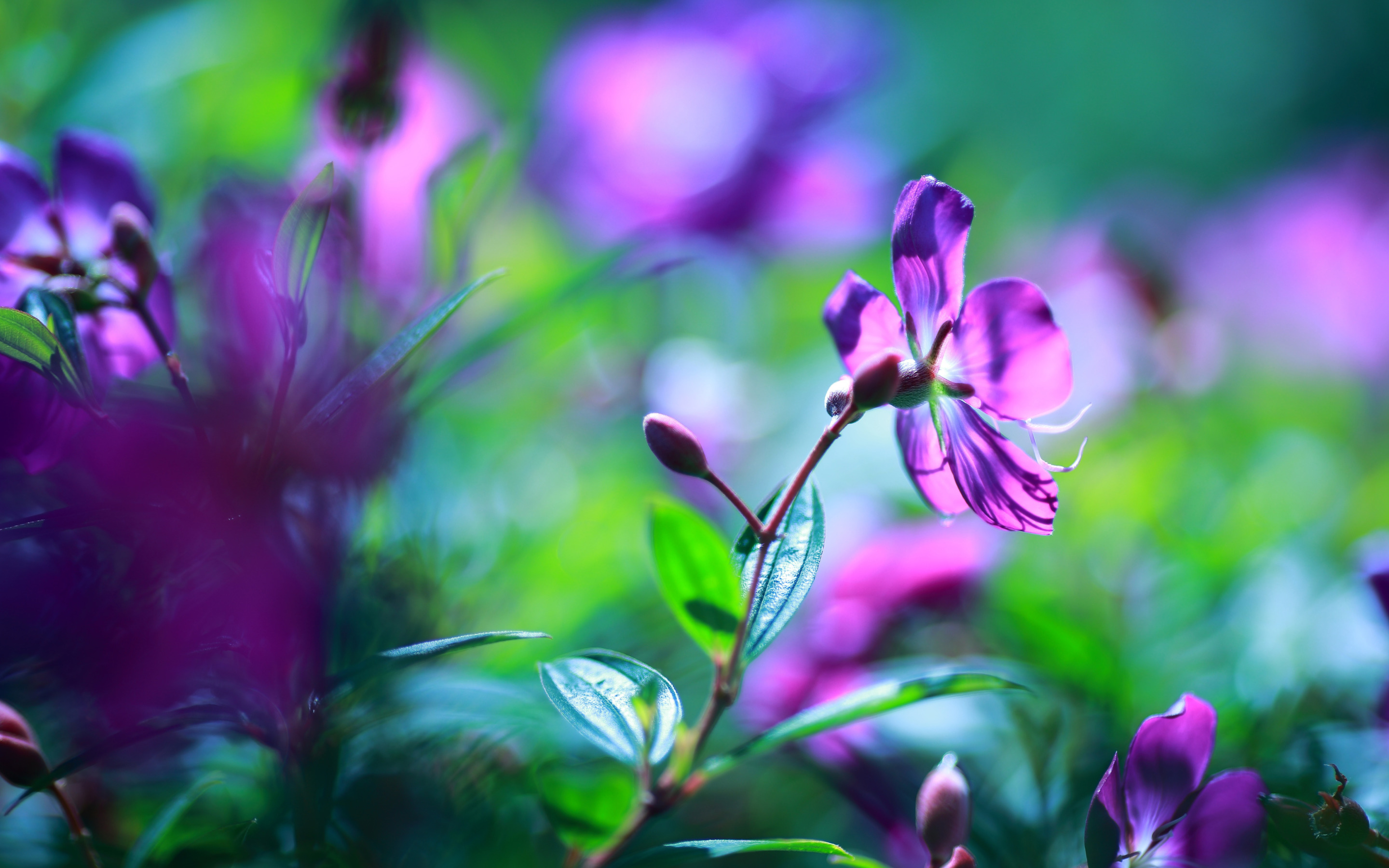 Розовый сиреневый зеленый. Сиреневые цветы. Фиолетовые цветы. Фиолетовые Лесные цветы. Зелень цветы.