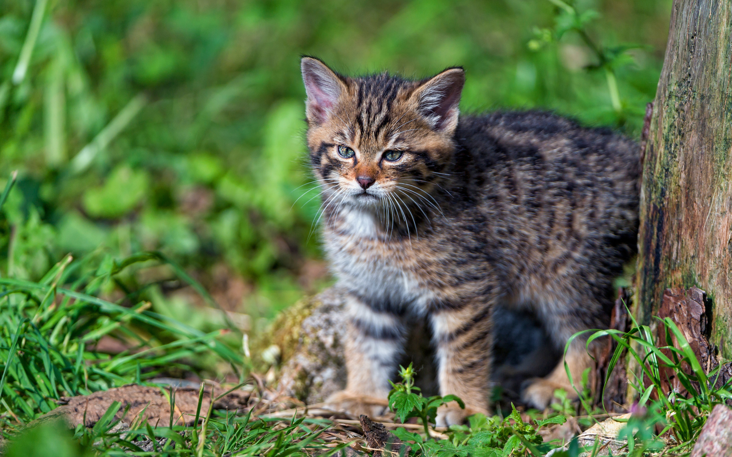 Wildcat. Европейский дикий Лесной кот. Кавказская Лесная кошка Felis Silvestris Caucasica. Европейский Лесной кот камышовый. Европейский Лесной кот котенок.