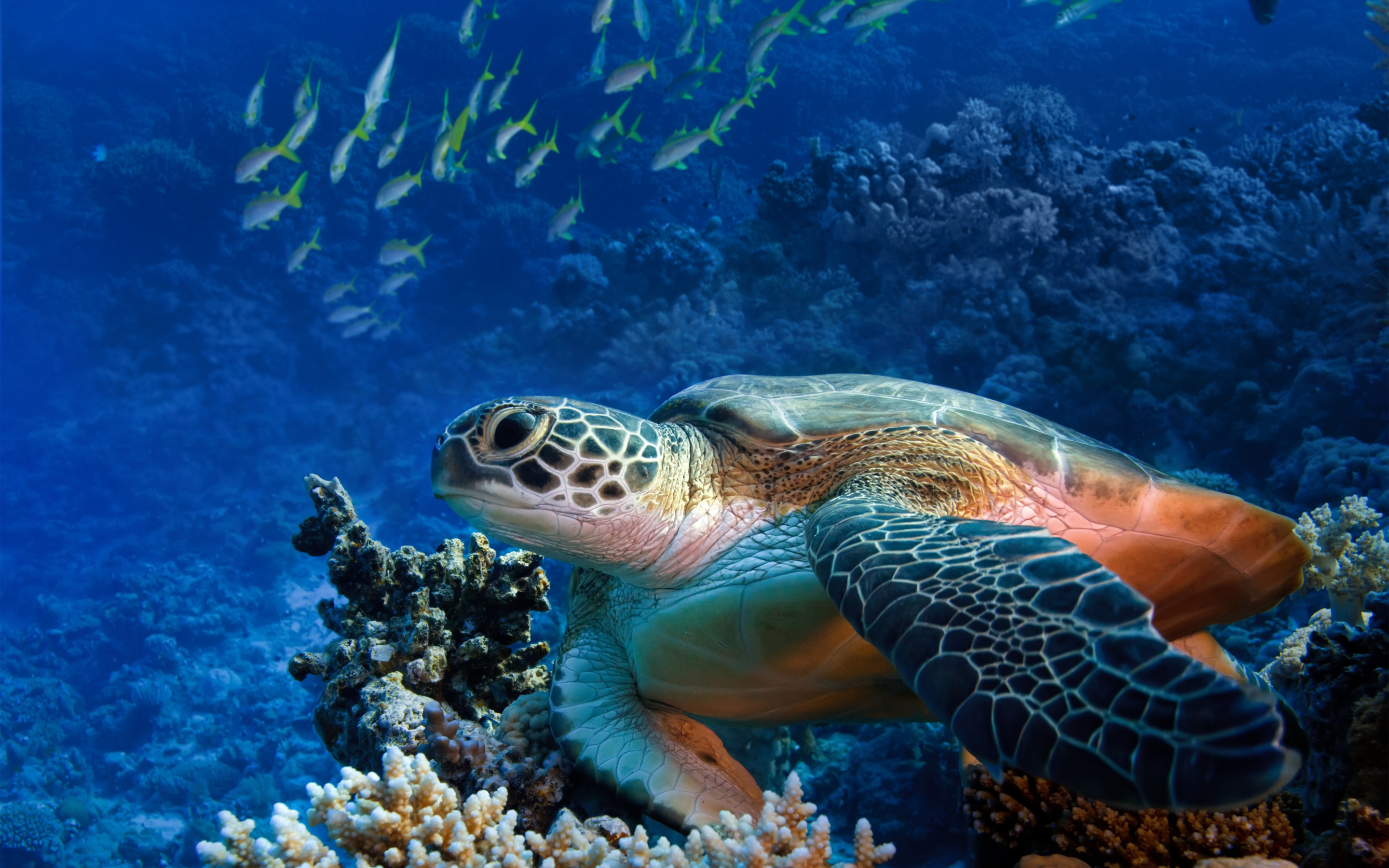 Рыбы морская черепаха. Черепаха Каретта (логгерхед). Черепаший риф. Океанария морские черепахи. Черепаха риф риф.