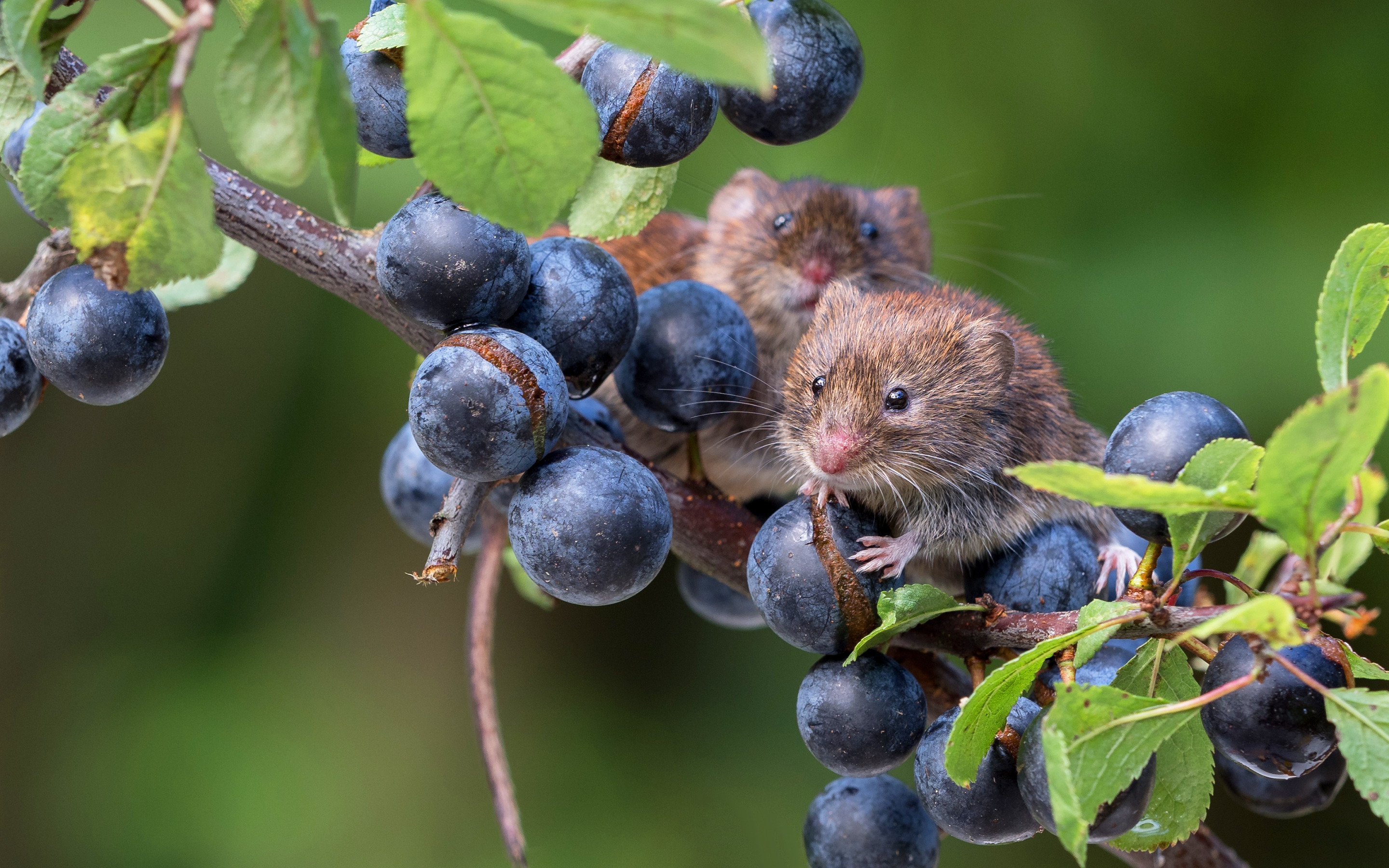 Мыши виноград. Мышка полевка. Желтобрюхие полевки. Мышонок полевки. Виноградная мышь.