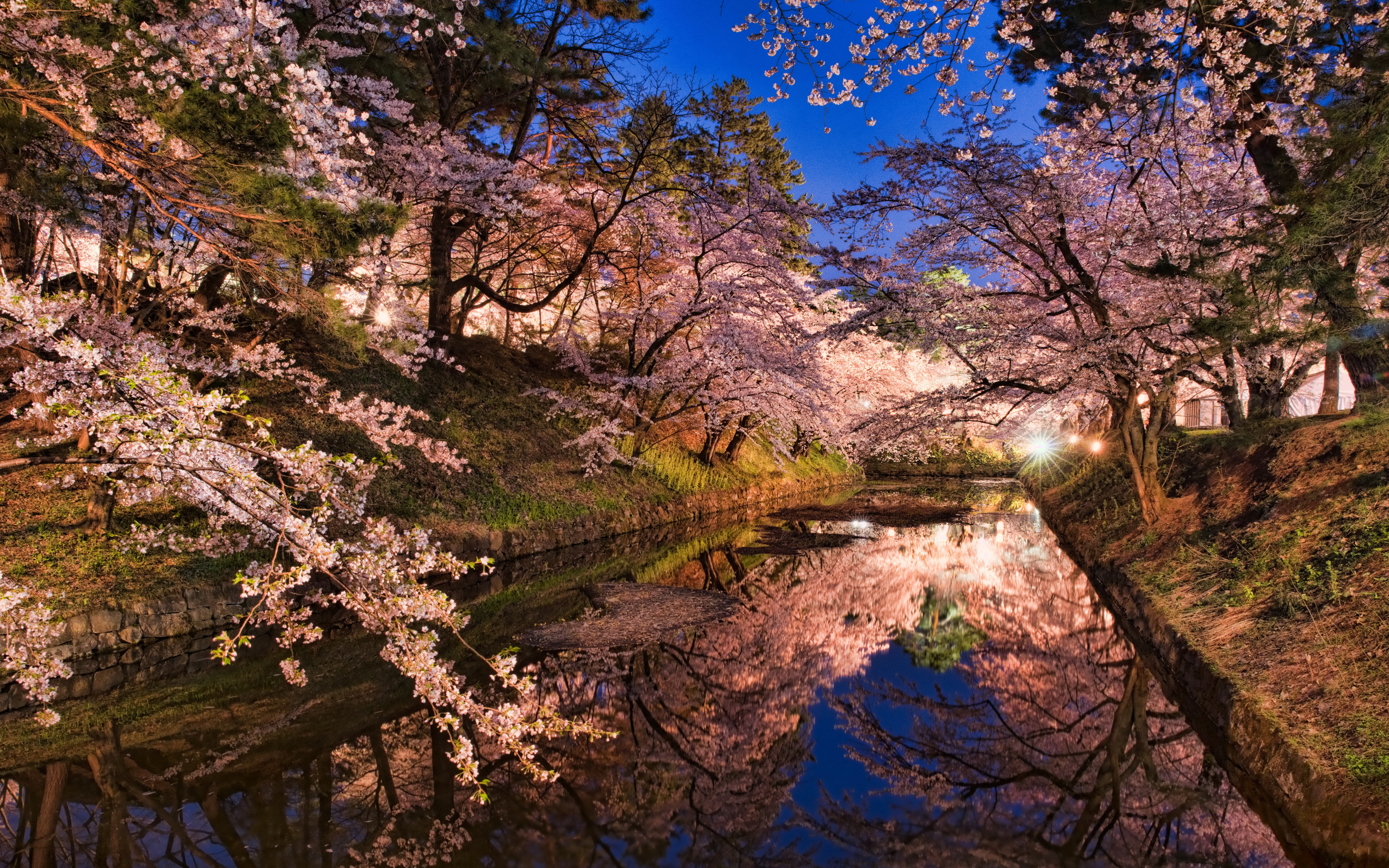 Сакура вода. Южная Корея Эстетика природа. Парк Хиросаки Япония. Южная Корея Сакура. Фон Южная Корея Сакура.