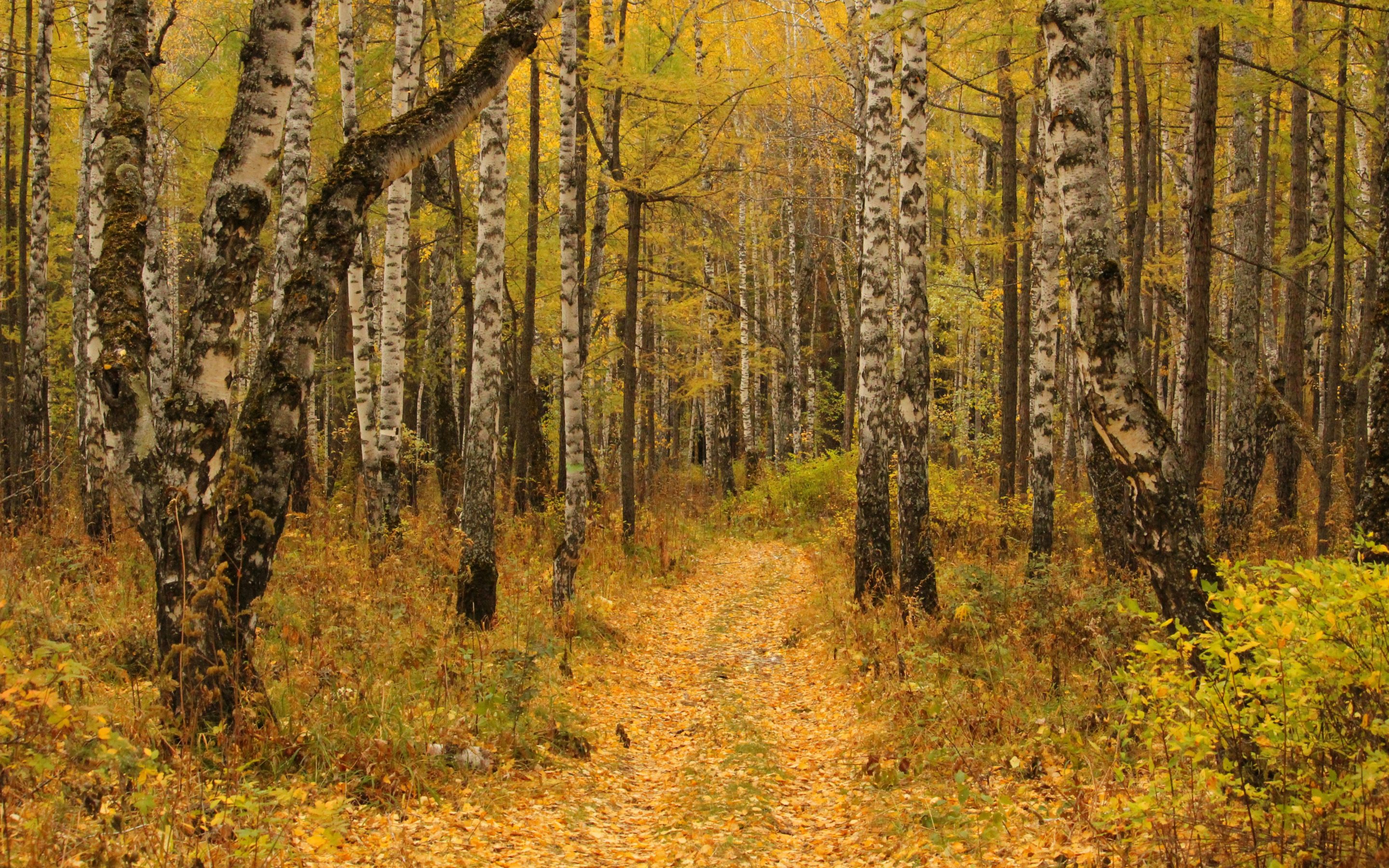 Осенний лес. Осень в лесу. Лес осенью. Осенний лес картинки.