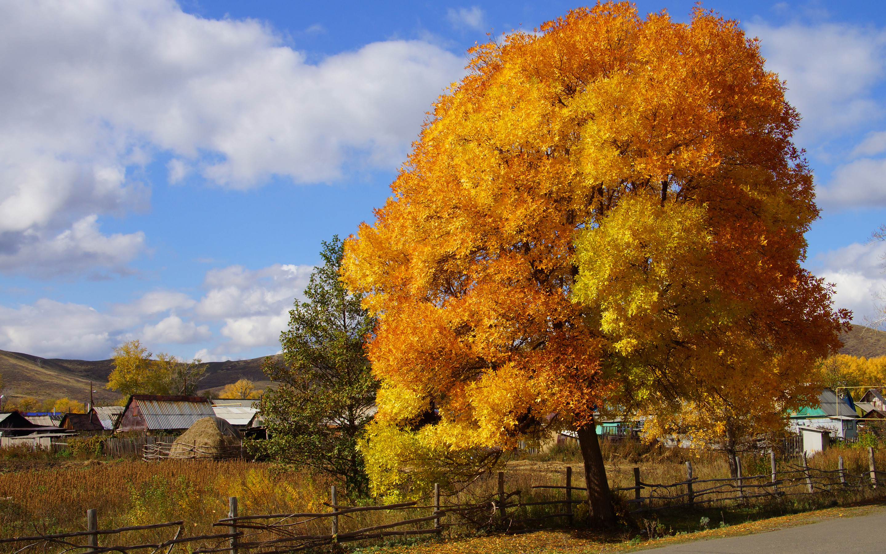 Картинки времена года. Старый клен Есенин. Оссеннее дерево клён в деревне. Жёлтое дерево Кентукки. Осень в деревне.