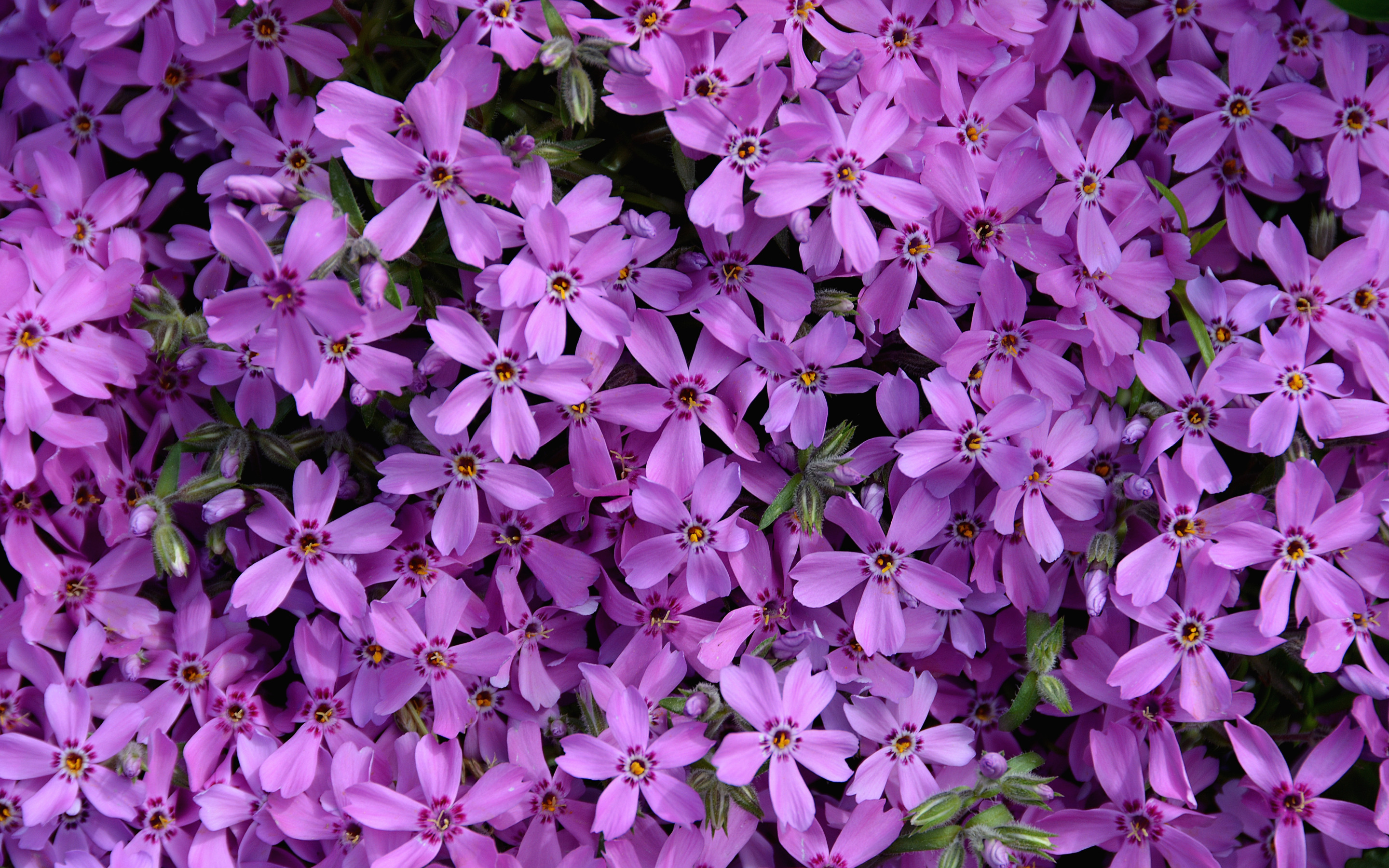 Породы фиолетовых цветов. Обриетта. Мелкие фиолетовые цветы. Мелкие сиреневые цветы. Маленькие сиреневые цветы.