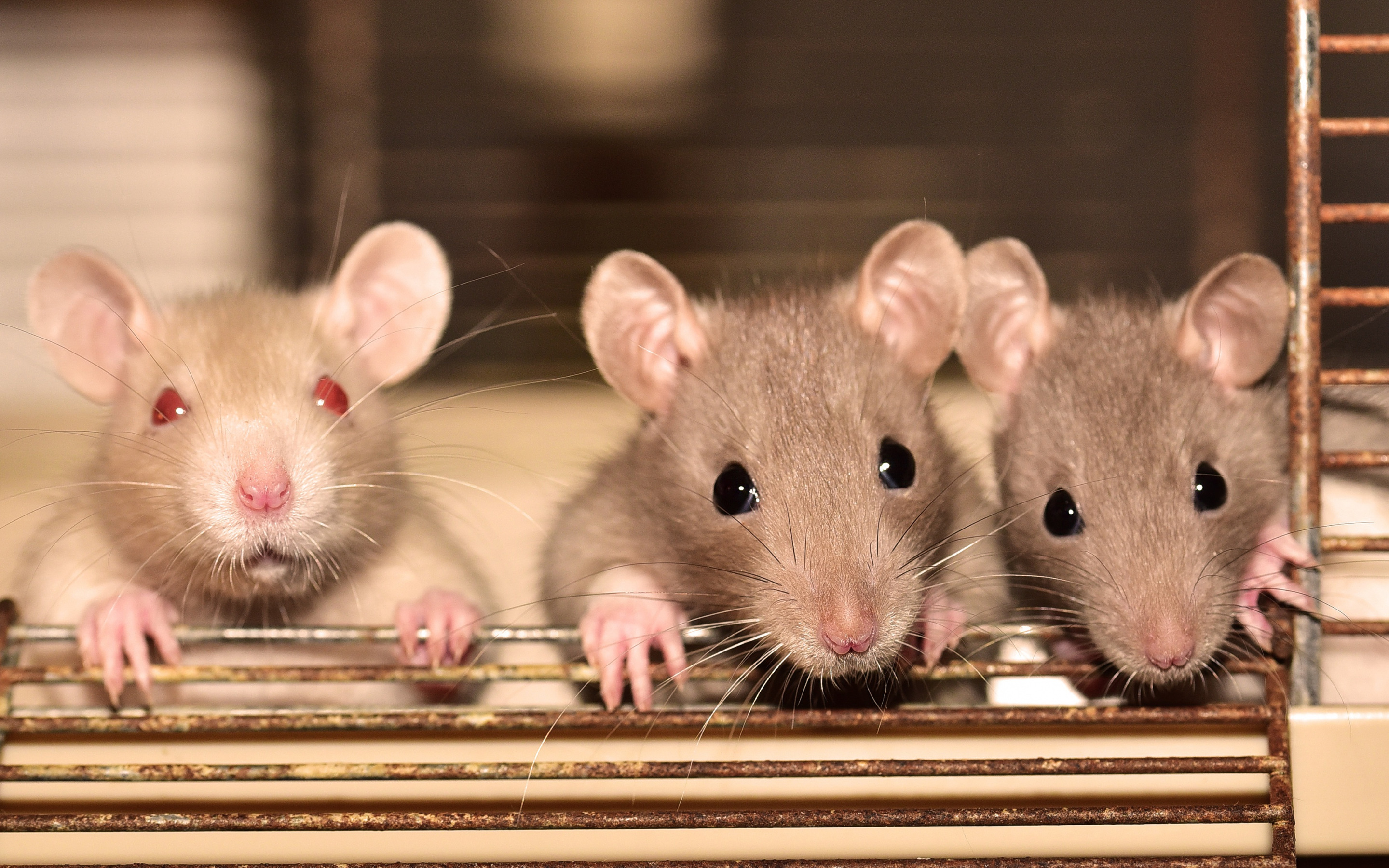 Пять мышей. Крыса. Три крысы. Четыре крыски. Факты о крысах.