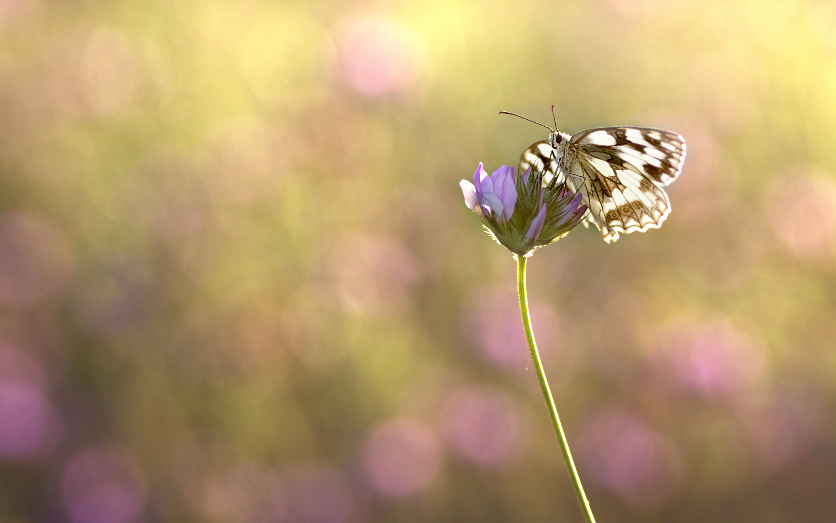 Мудрый цвет. Нежные цветы и бабочки. Бабочка на цветке. Фон с бабочками нежный. Бабочка с боку.