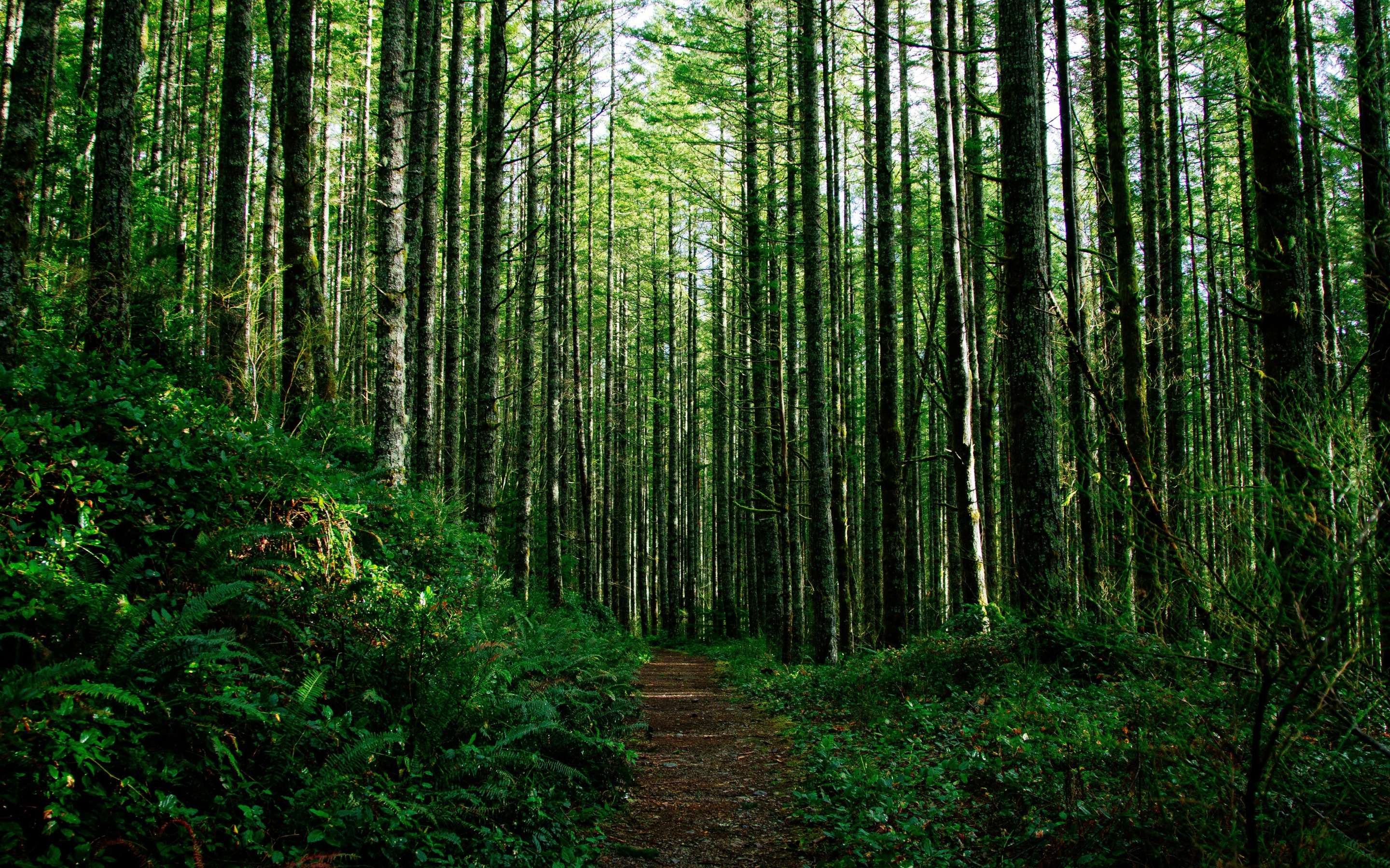 Own forest. Буковые леса Чечни. Загущенный хвойный лес. Содрейский лес. Непроходимые леса.