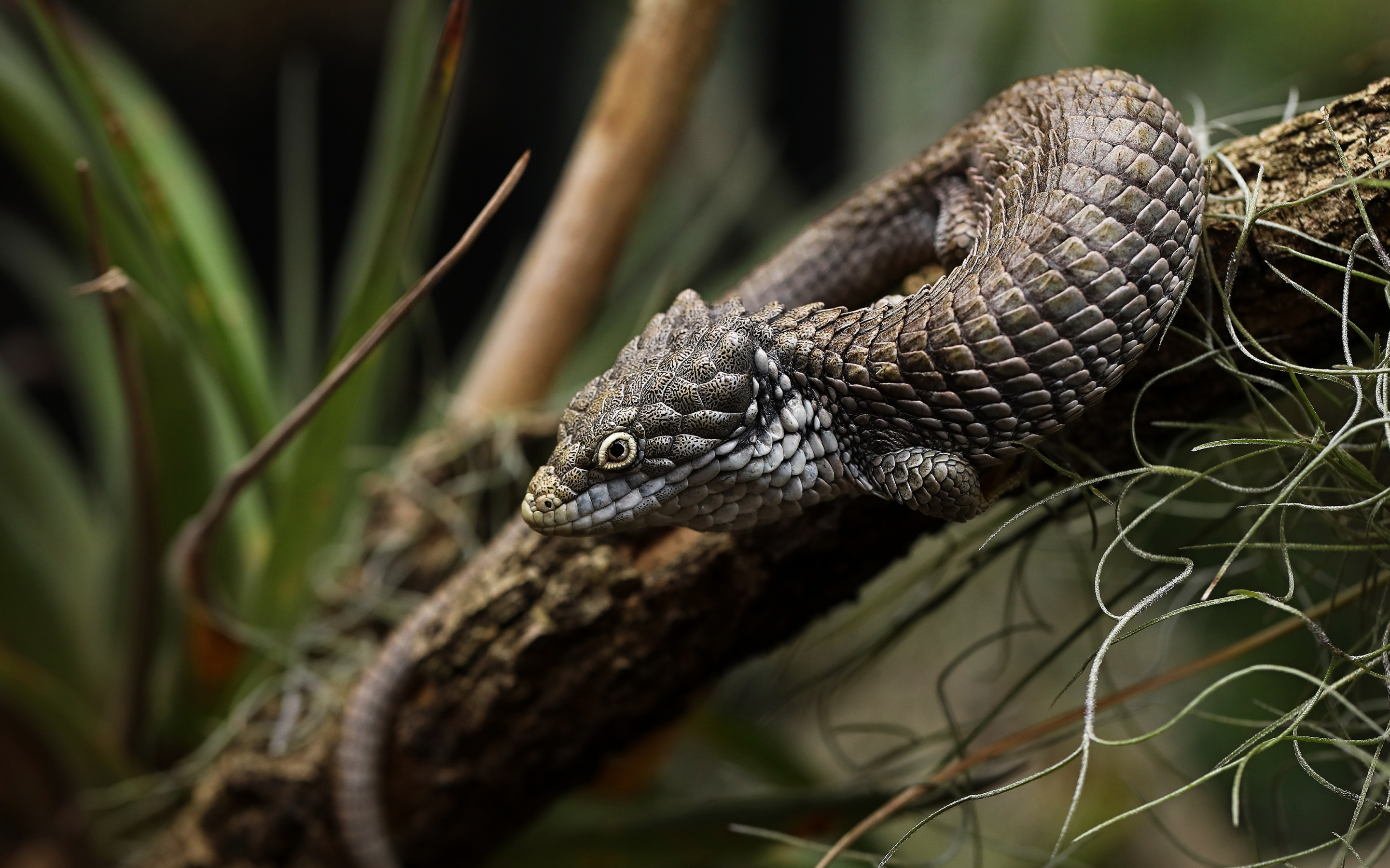 Abronia oaxacae