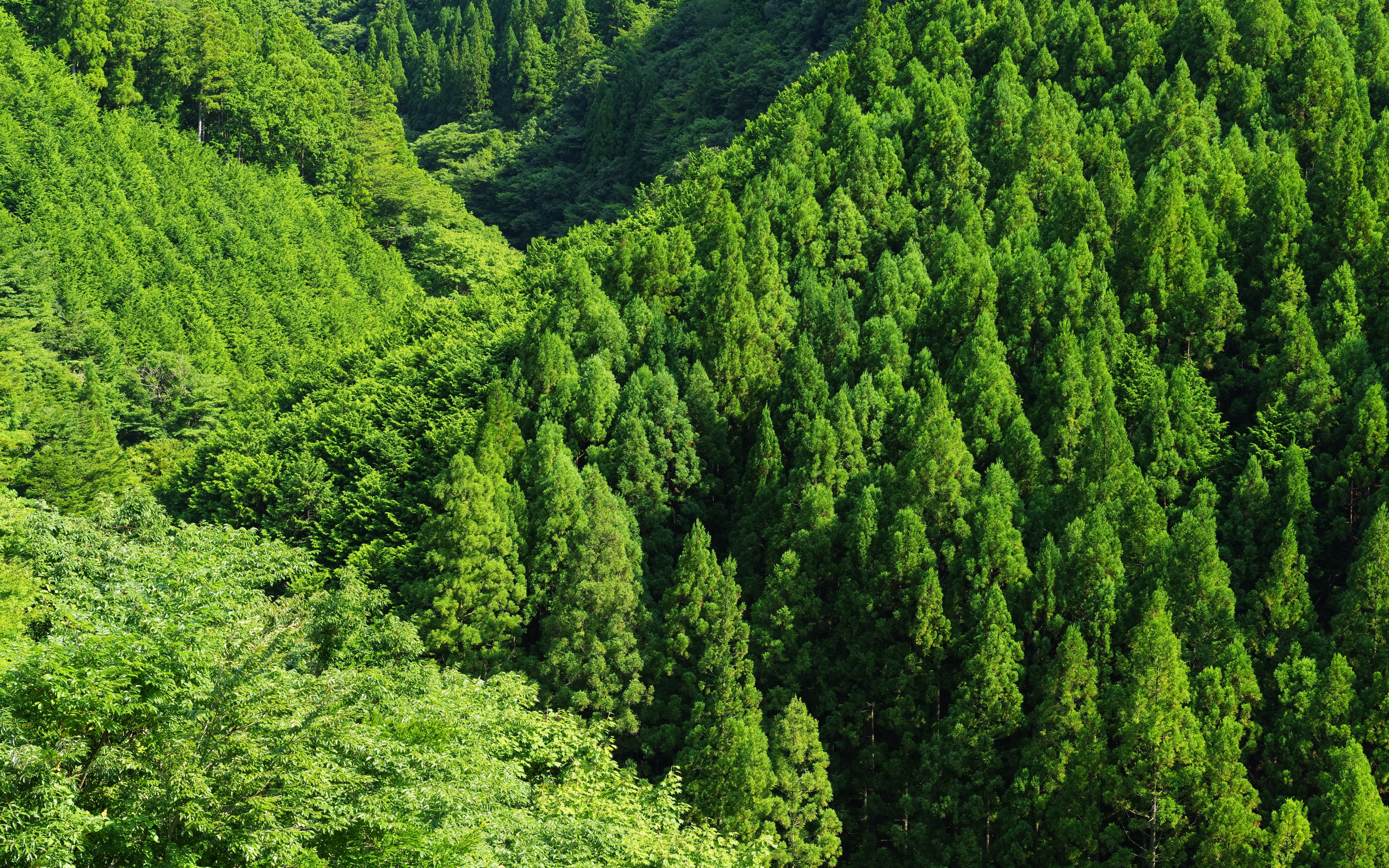 Own forest. Кипарисы широколиственные леса Северная Америка. Лес вид сверху. Хвойные и лиственные леса. Густые леса России.