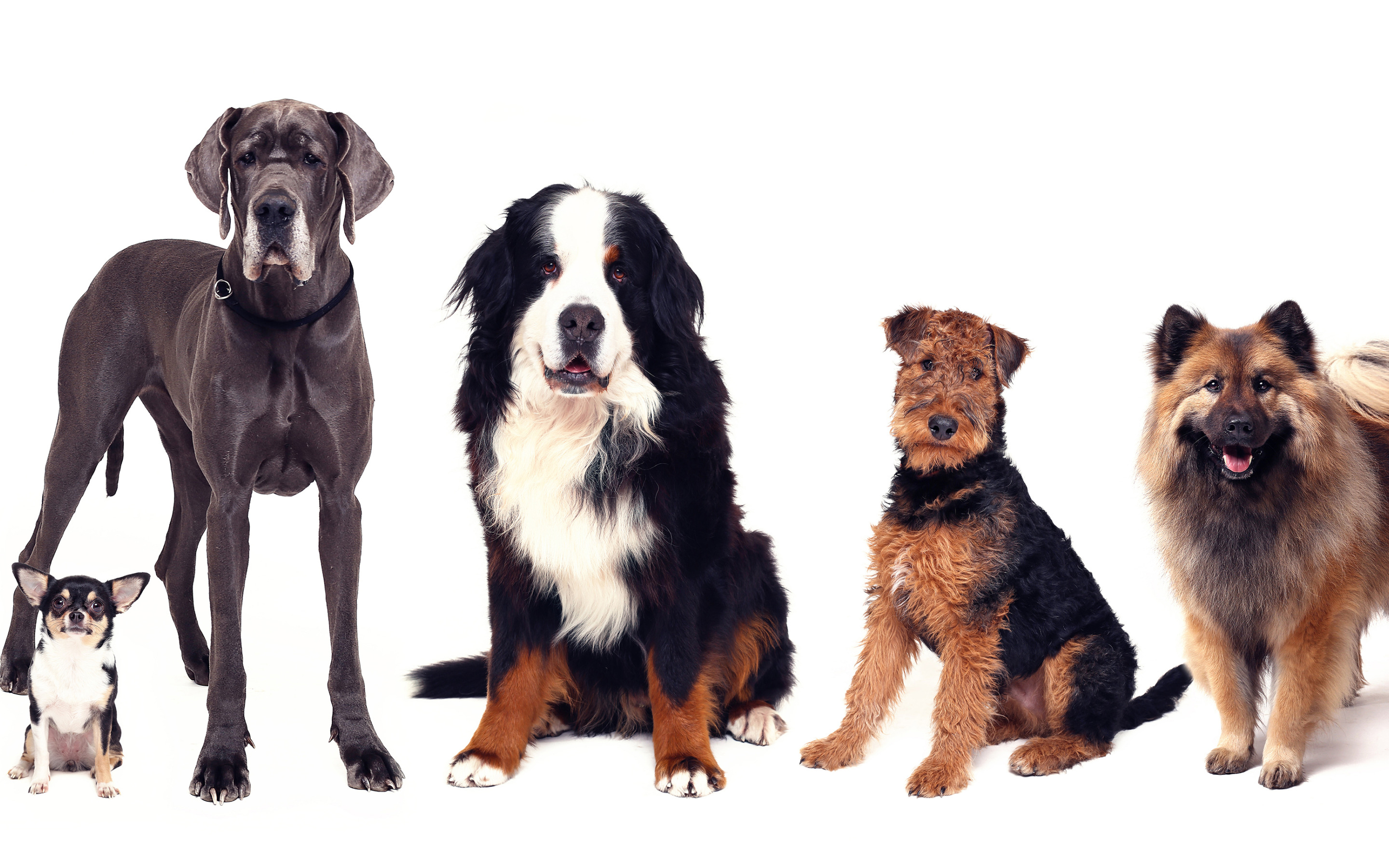Нескольких пород собак. Разные собаки. Разные породы собак. Разные собаки разных пород. Фото собак разных пород.