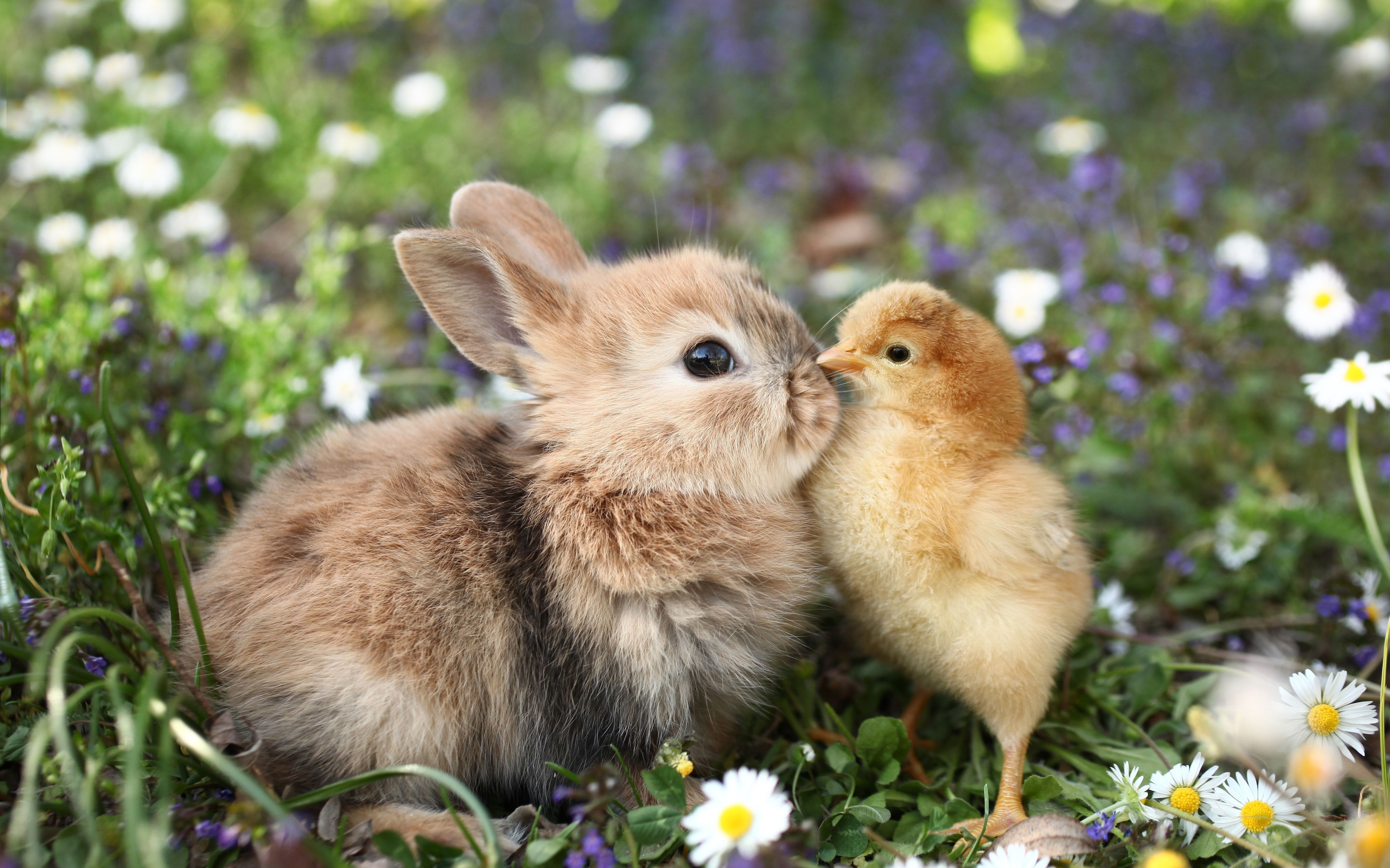 Отношения между зайцем и белкой в природе. Милые животные. Милые зверьки. Маленькие животные. Кролик в траве.