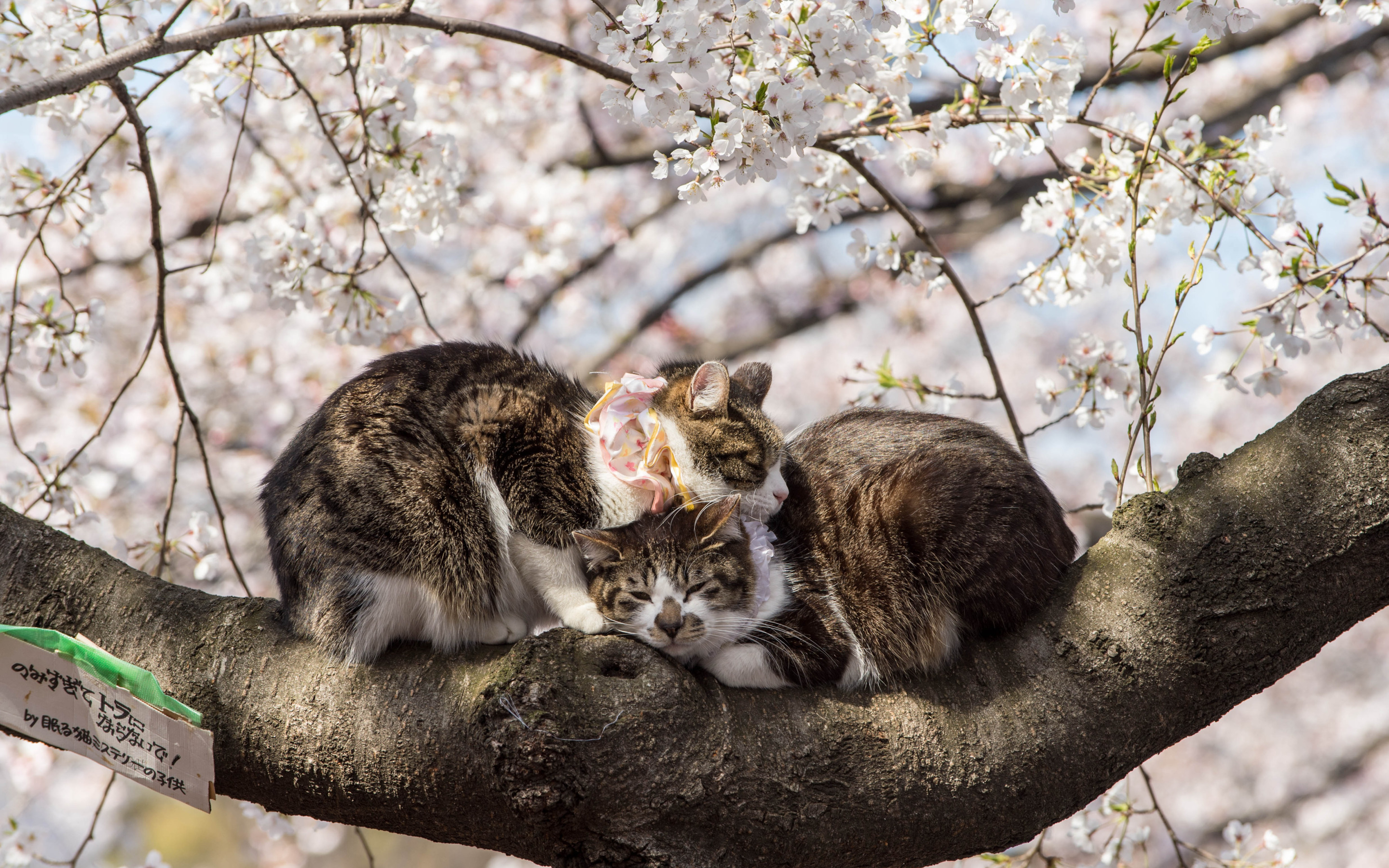 Коты весной. Животные весной. Весенний котик.