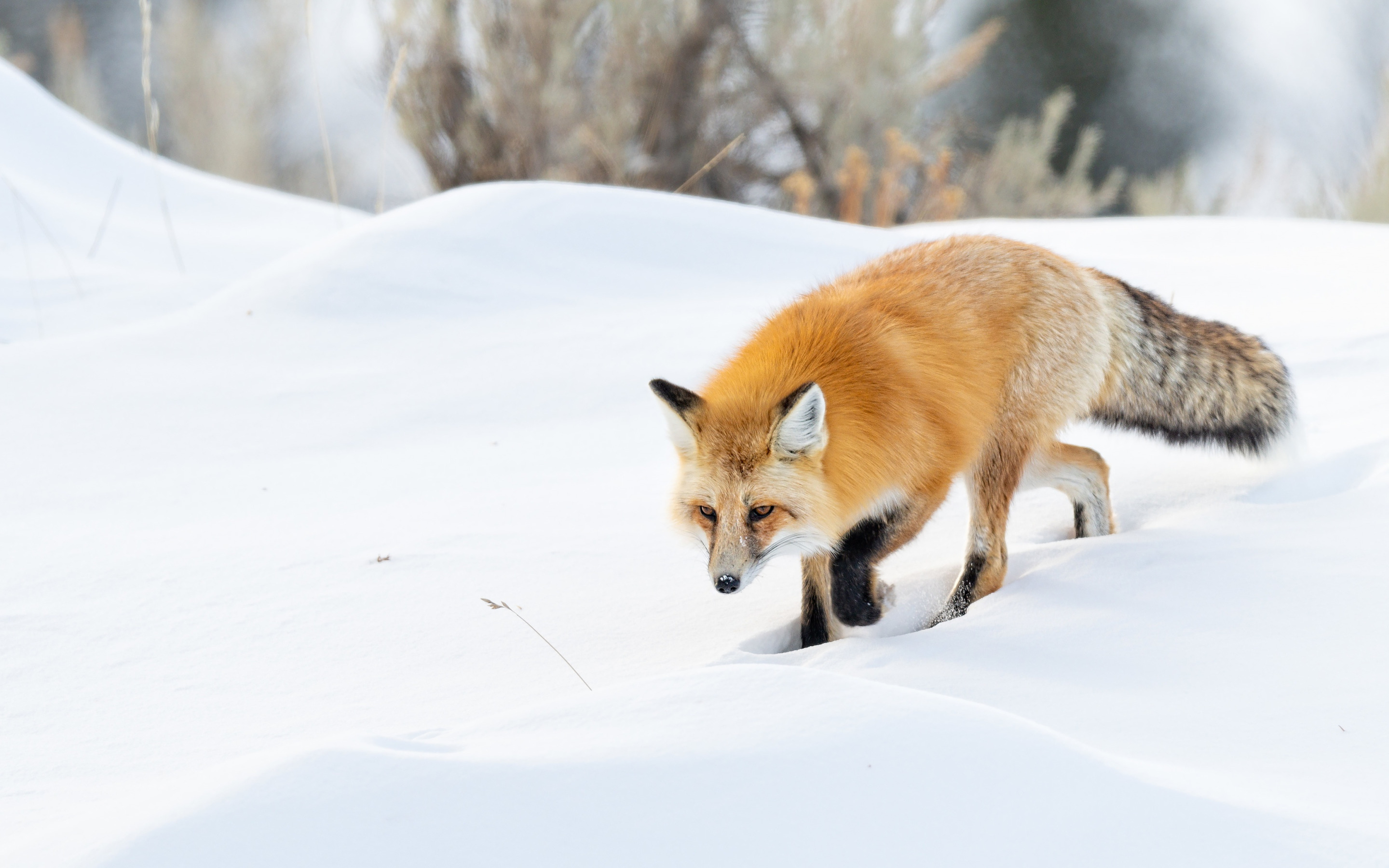 P fox. Лиса Шпиленок. Лиса зимой. Лисица в снегу. «Лиса в лесу».