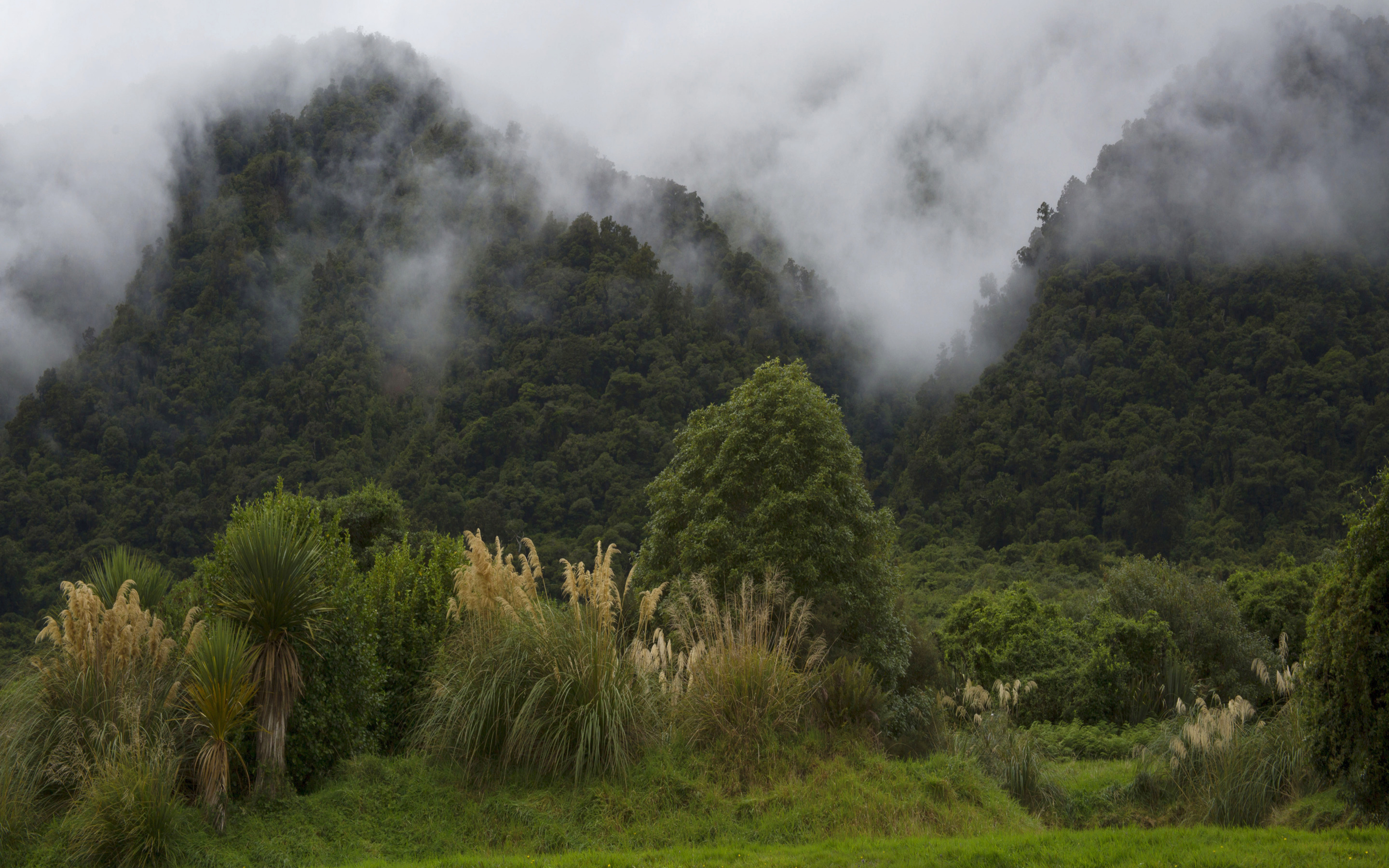 Влажные субтропические леса климат. Новая Зеландия субтропики. Коста Рика горы. Субтропические леса новой Зеландии. Новая Зеландия вечнозеленые леса.