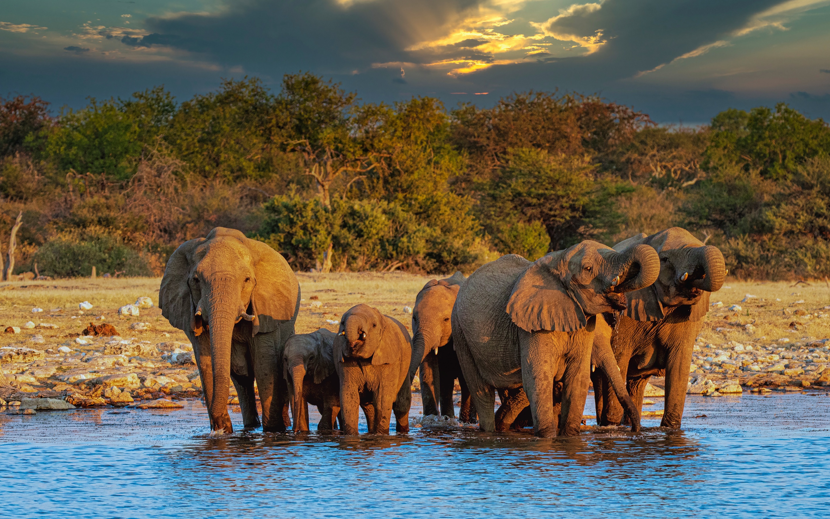 Elephant river. Слоны. Слоны в дикой природе. Стадо слонов. Слоны на водопое.