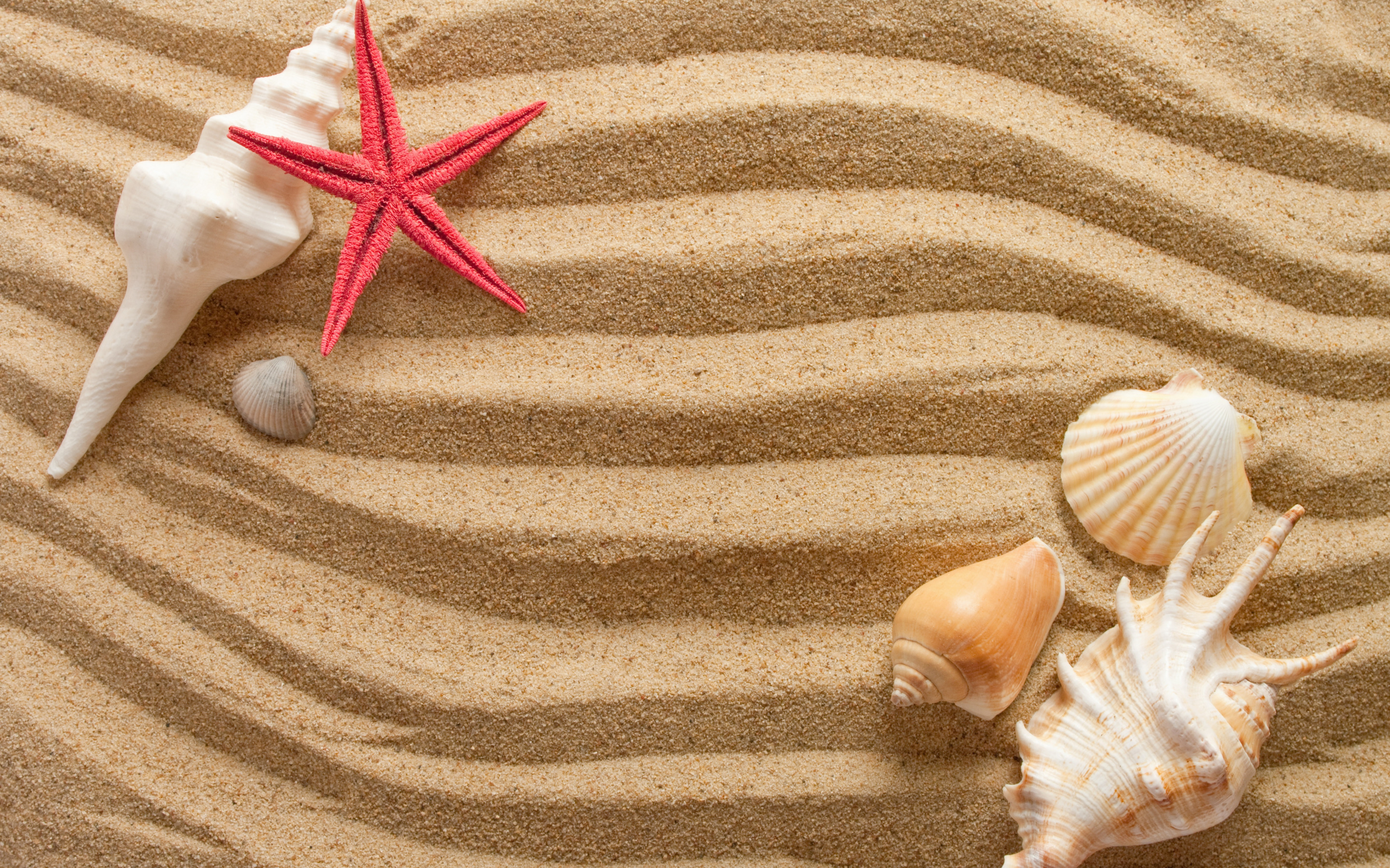 Ракушка морская звезда. Море песок. Ракушки. Ракушки на пляже. Фон ракушки.