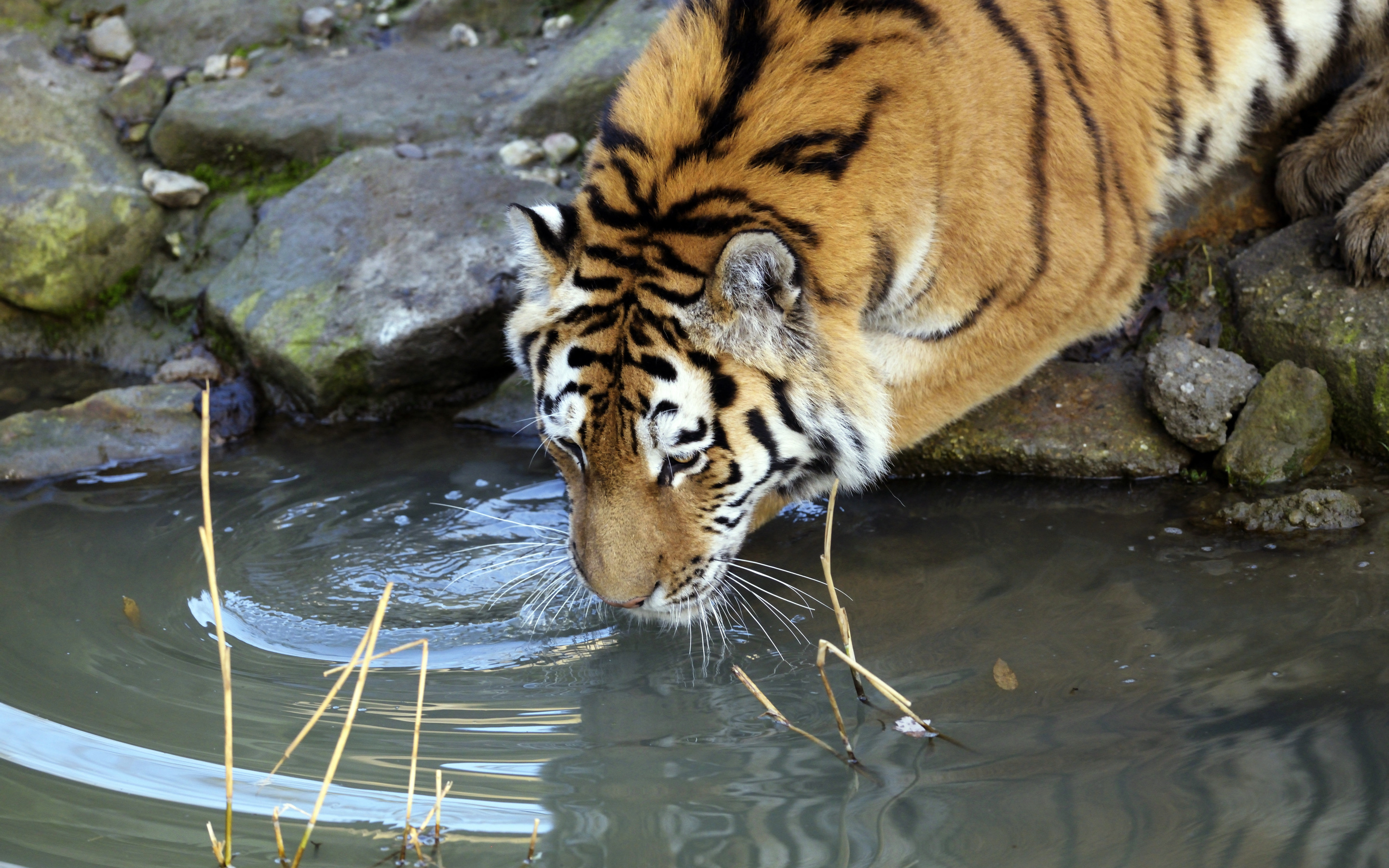 Тигр образует реку. Тигр на водопое. Животные пьют воду. Тигр возле воды. Речной тигр.