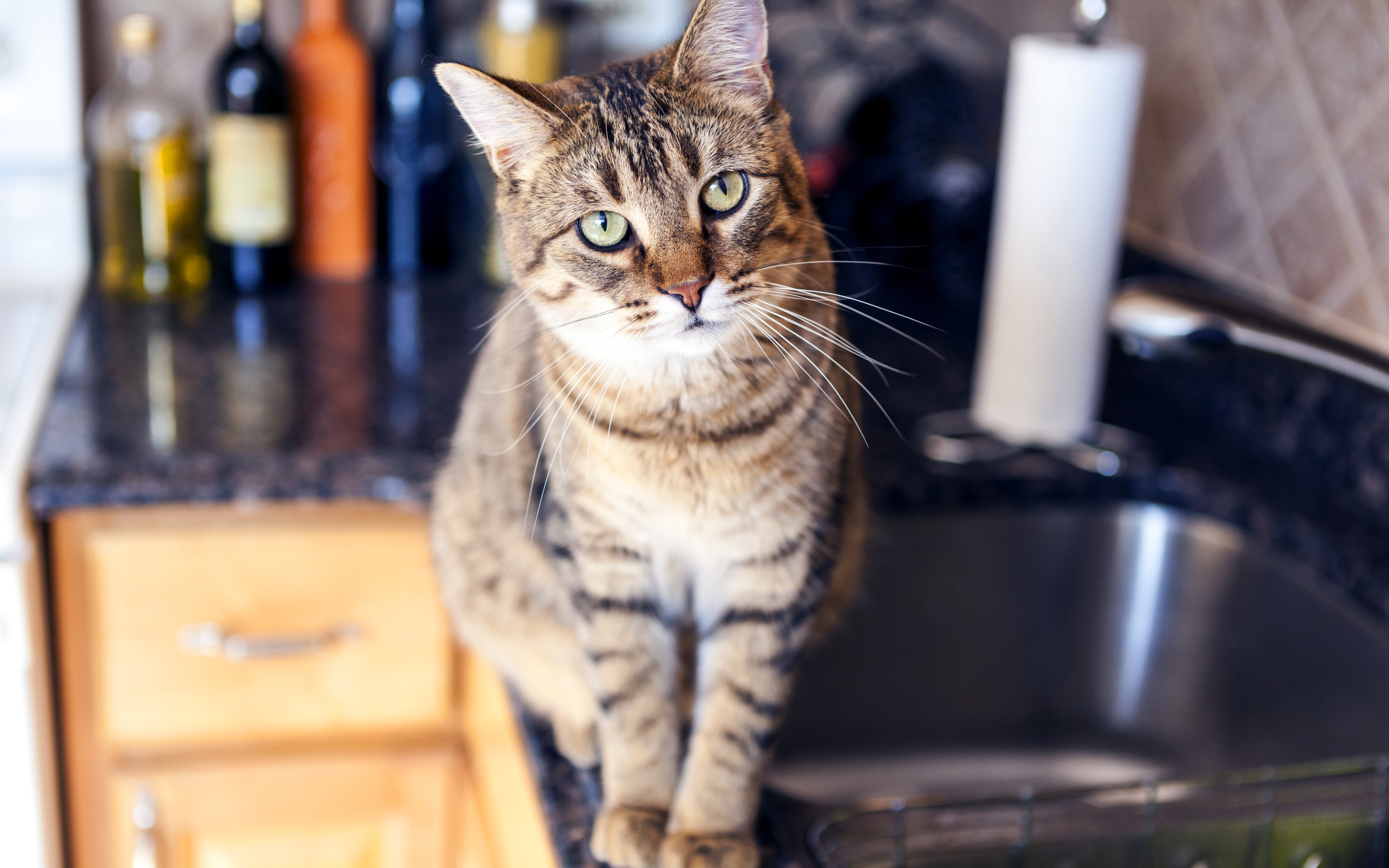 Cats kitchen. Кошка на кухне. Котик на кухне. Кошка на столе на кухне. Кошка сидит на столе.