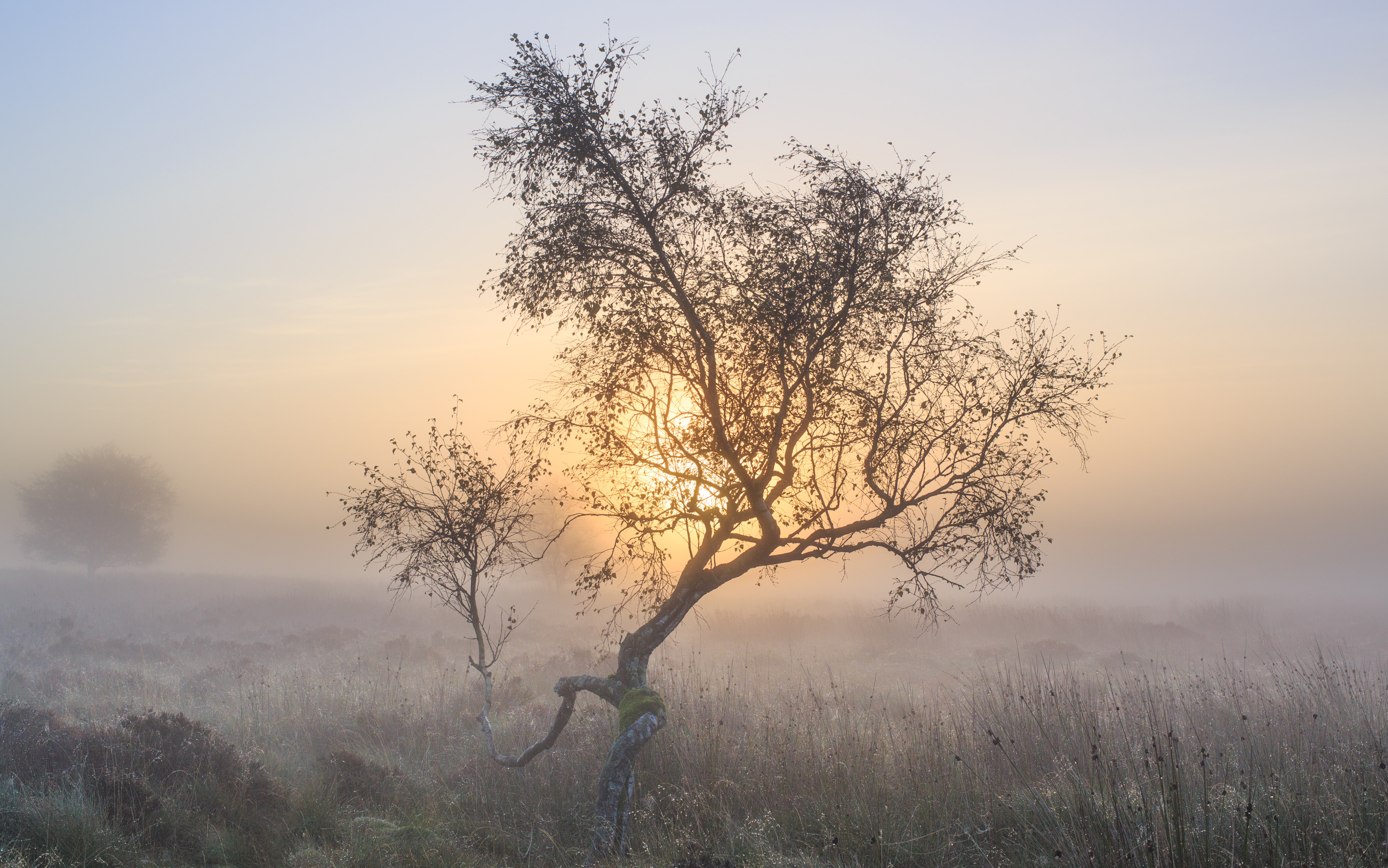 Дерево молчания. Туманный пейзаж. Дерево в утреннем тумане. Одинокое дерево. Пейзаж туман деревья.