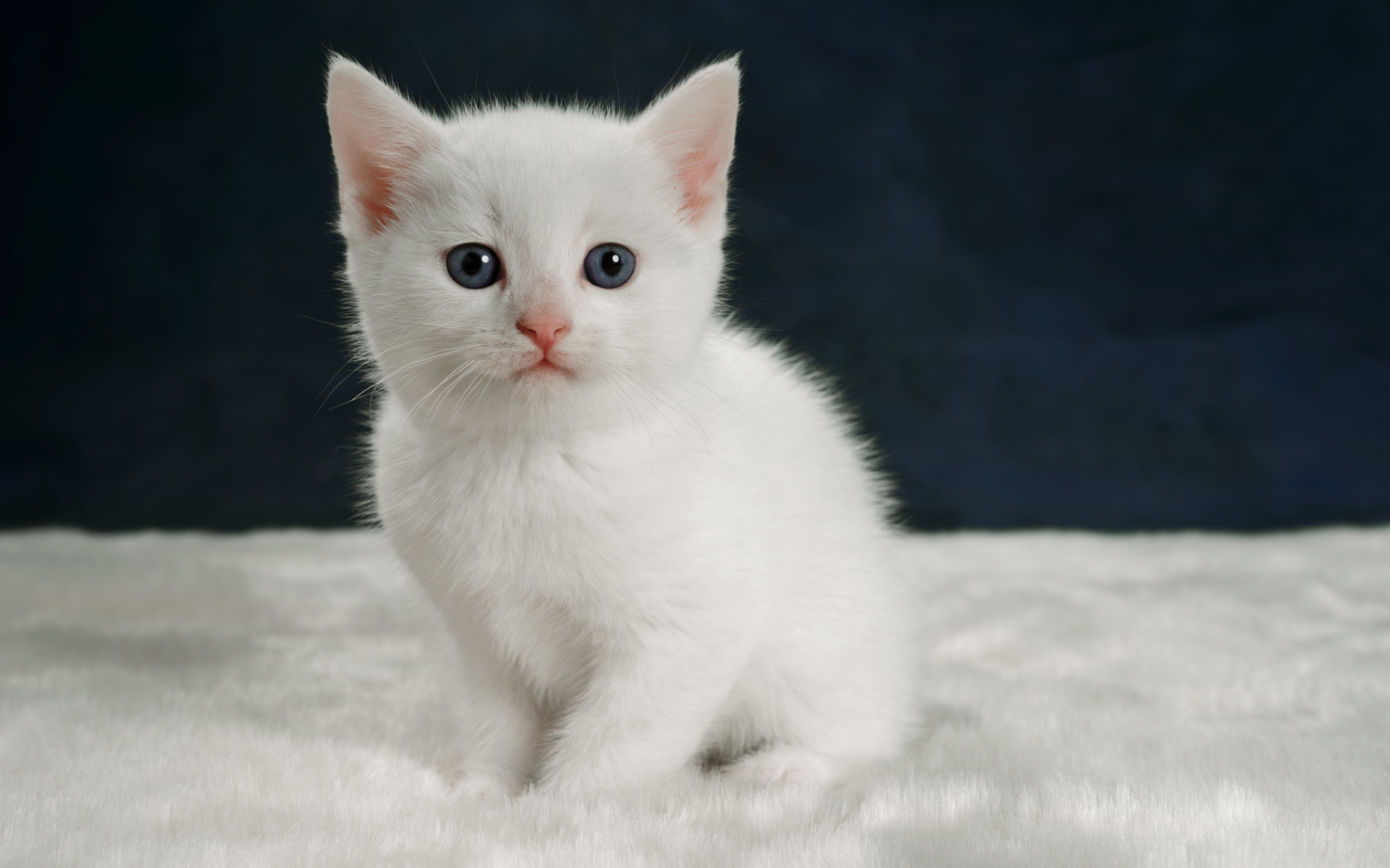 Возьму белую кошку. Белый котенок. Кошка белая. Белый котёнок с голубыми глазами. Белый пушистый котенок.