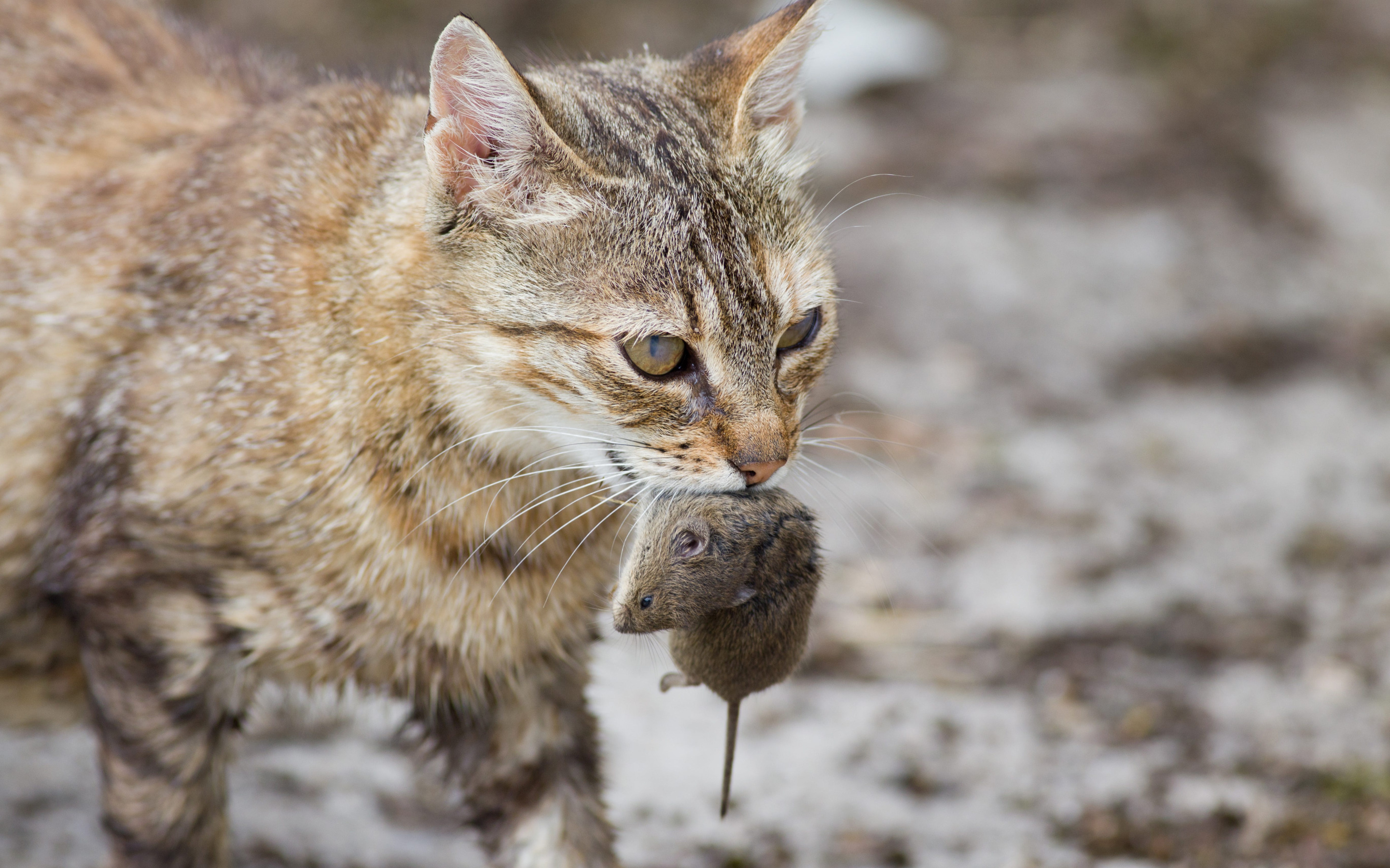 Догони кота. Кошка охотится на мышь. Кот с добычей. Кошка с добычей в зубах. Степная кошка.