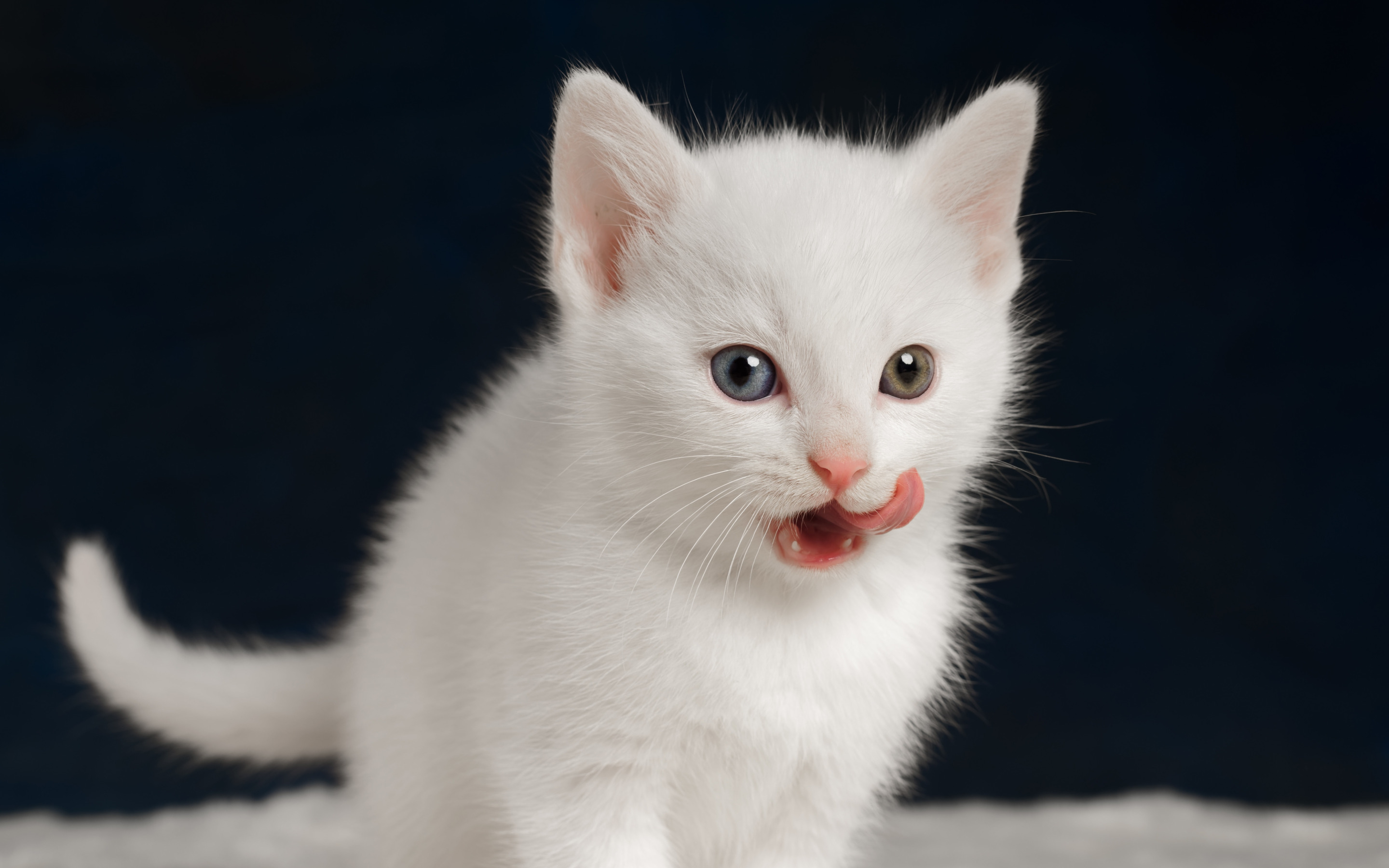 Белые кошечки картинки. Турецкая ангора короткошерстная. Сибирская кошка белая короткошерстная. Турецкая ангорская кошка короткошерстная. Анатолийская кошка белая.