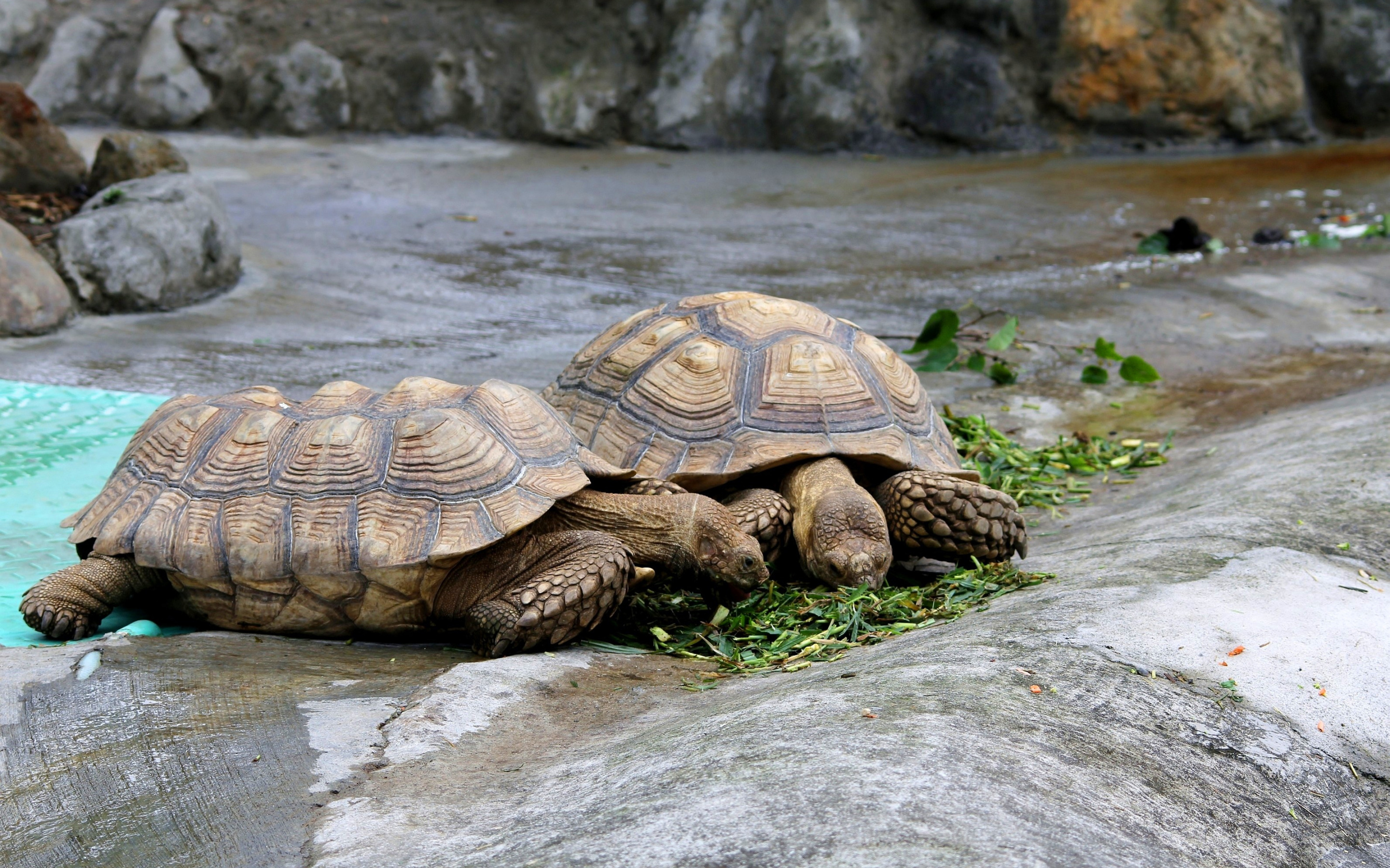 Черепахи пара. Горная черепаха Шпенглера Geoemyda spengleri. Гигантская черепаха Среднеазиатская. Черепаха пресмыкающееся. Сухопутная черепаха.