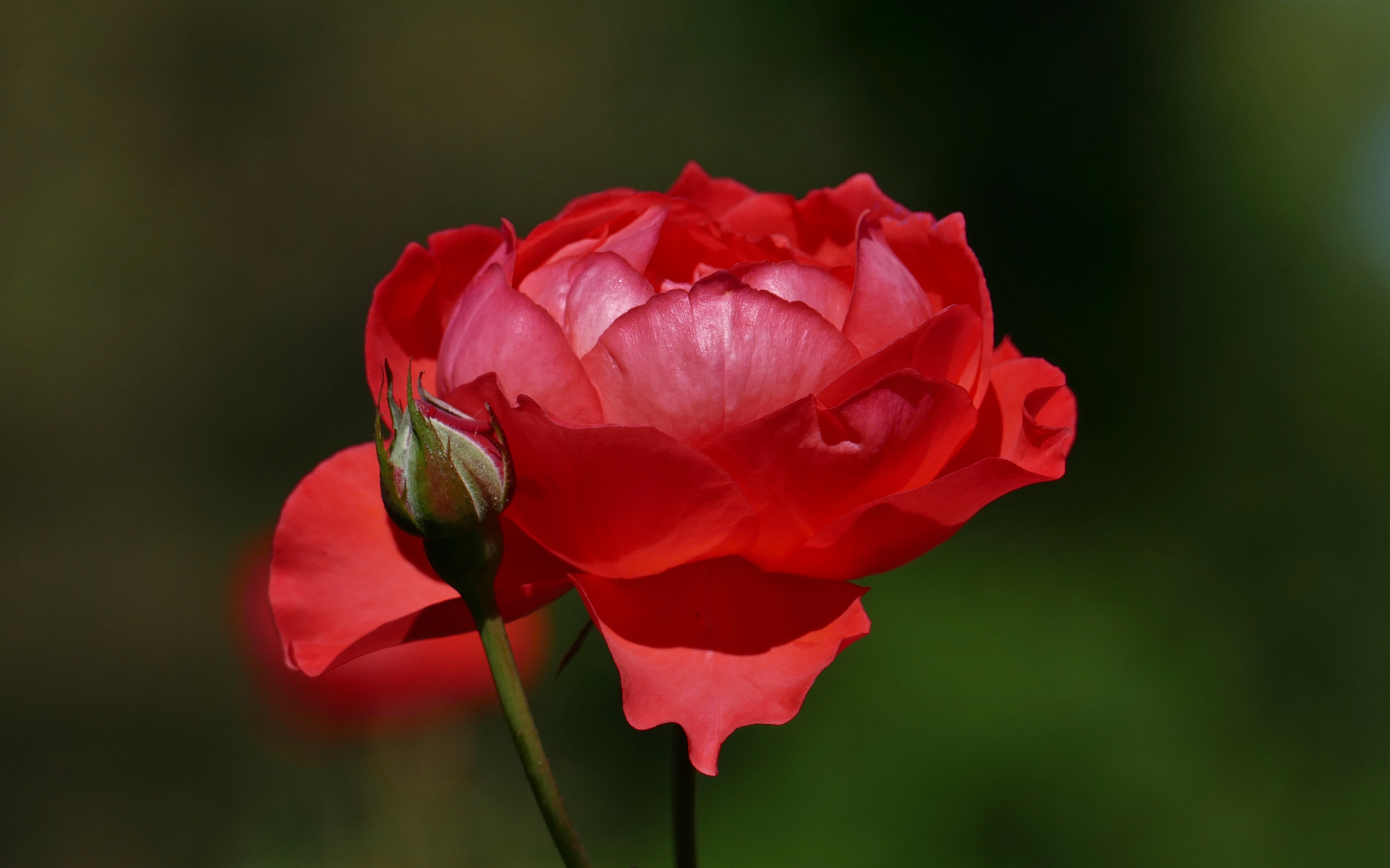 Красные бутоны зейнеп. Бутон алой розы. Красивый маленький бутон розы красно алой. Цветок лаковые красные бутоны.