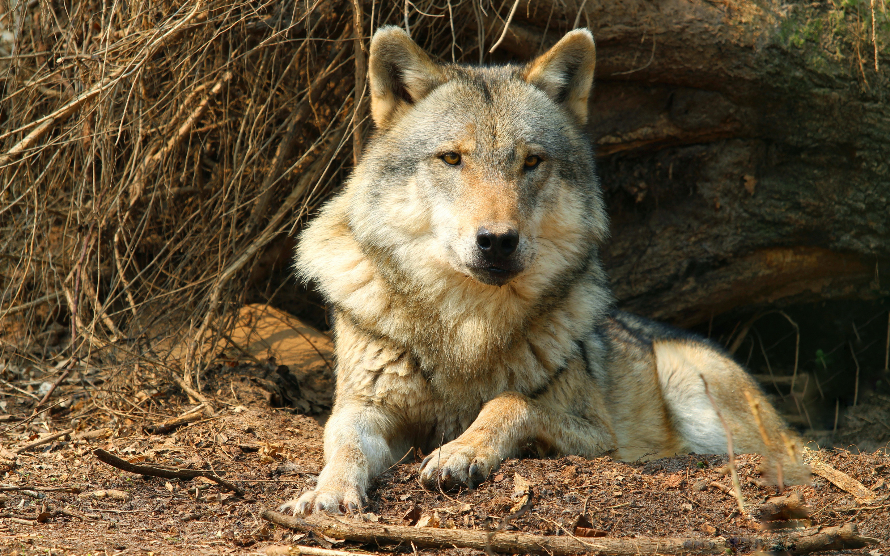 Хищники 5 класс. Дикий Карпатский Карпатский волк. Волки хищники у млекопитающих. Дикий волк. Волк фото.