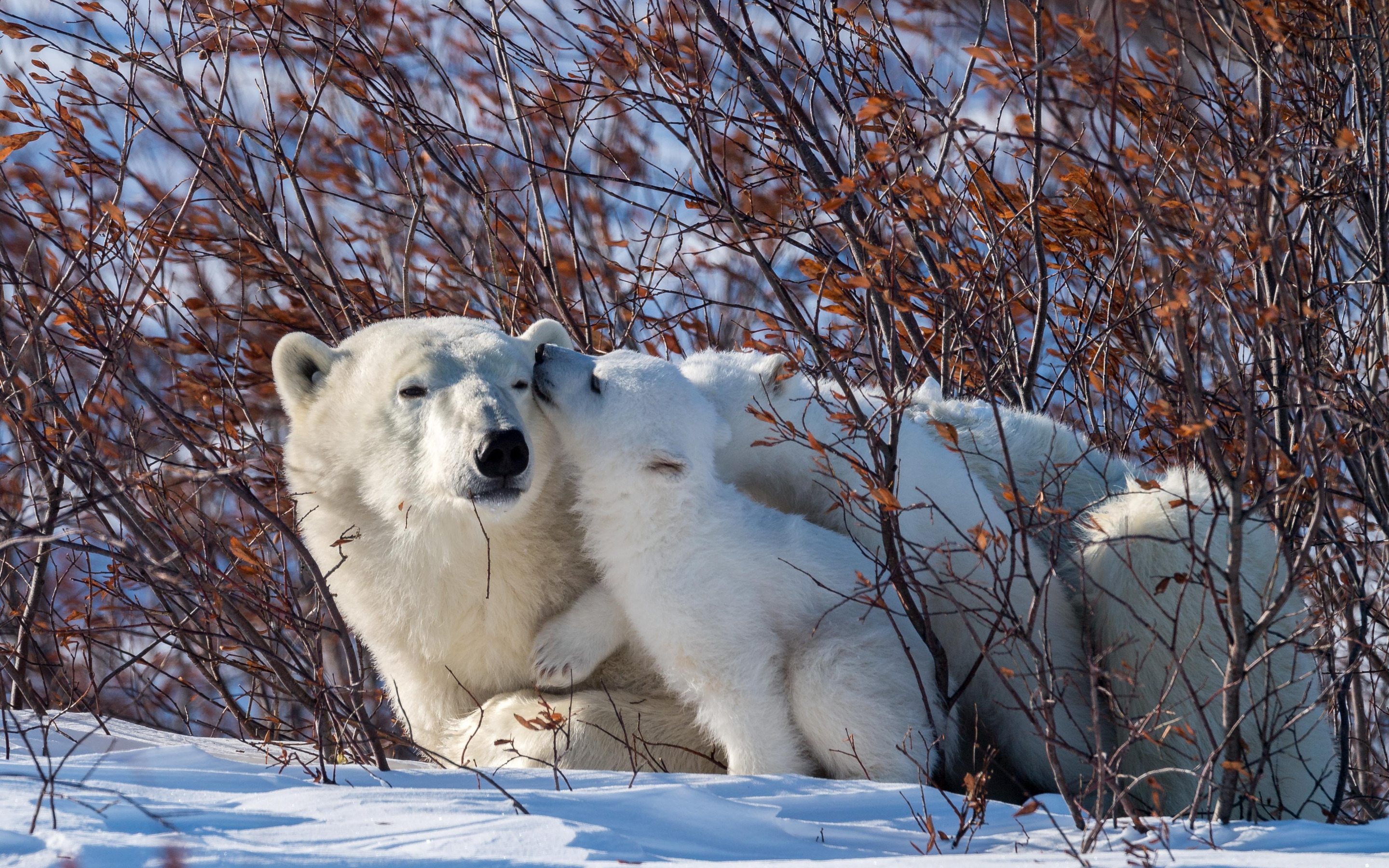 Обитатели снегов. Зимние животные. Животные зимой. Звери зимой. Белый медведь.