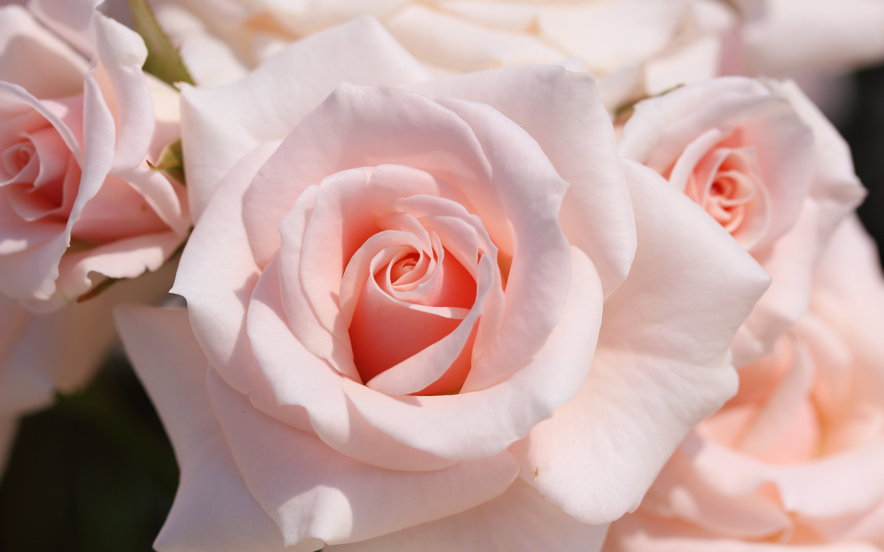 Самый красивый ласковый нежный. Нежные розы. Бело розовые розы. Бледно розовые розы.