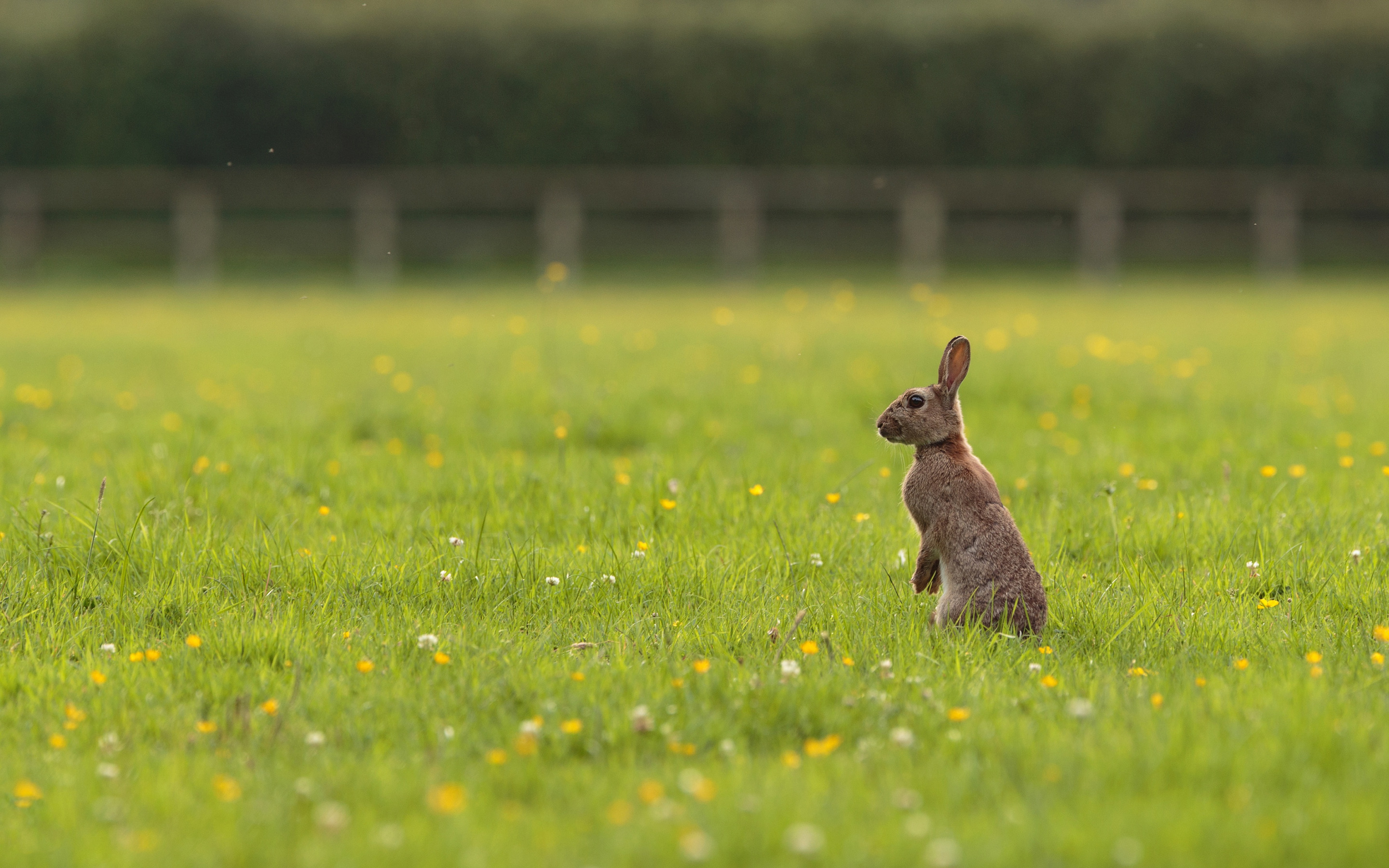 Хопи зайка. Заяц в поле. Поляна с кроликами. Зайцы на Поляне. Заяц на лугу.