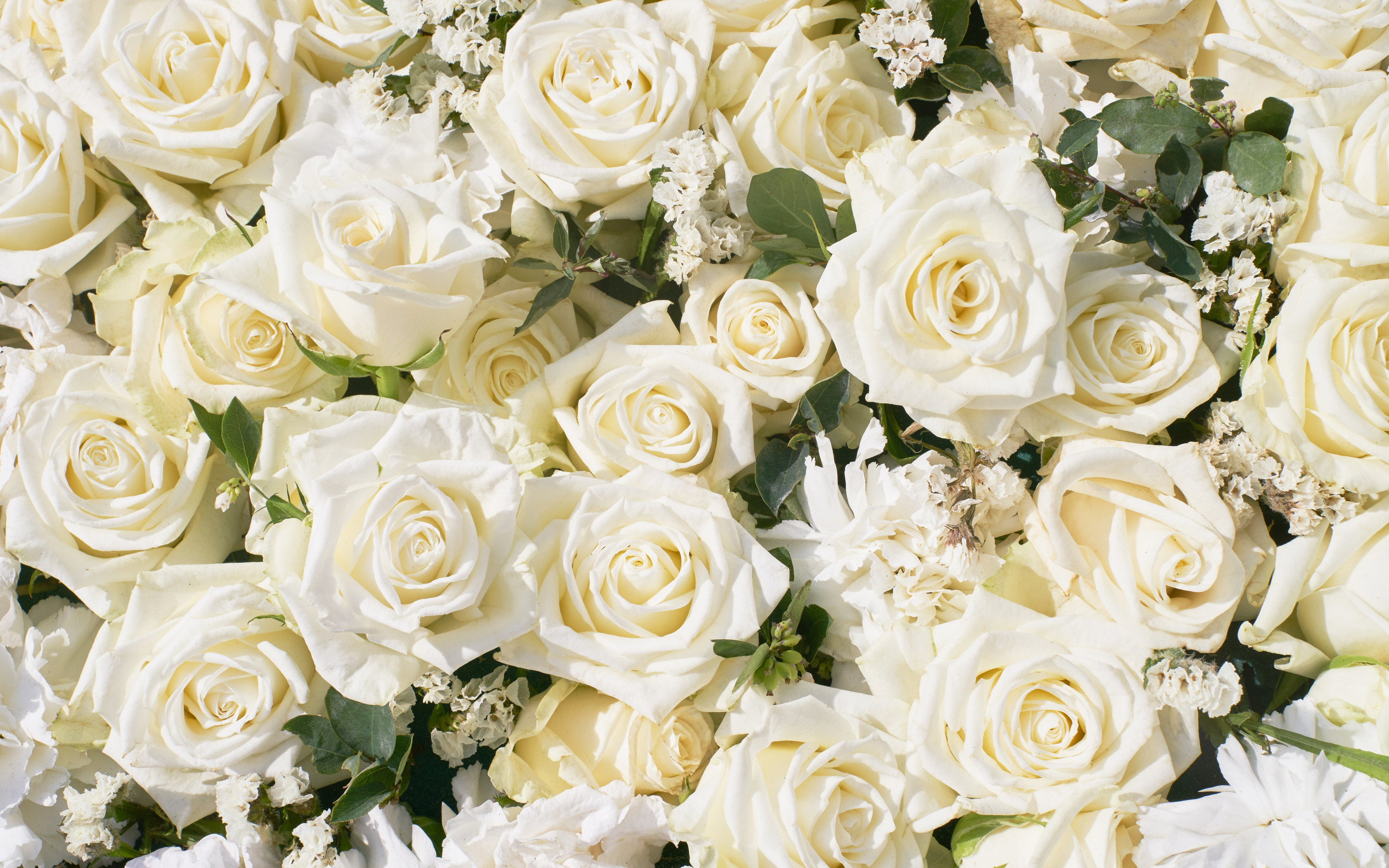 Хиты белые розы. Белые розы. Красивые белые цветы. Цветы белые розы.