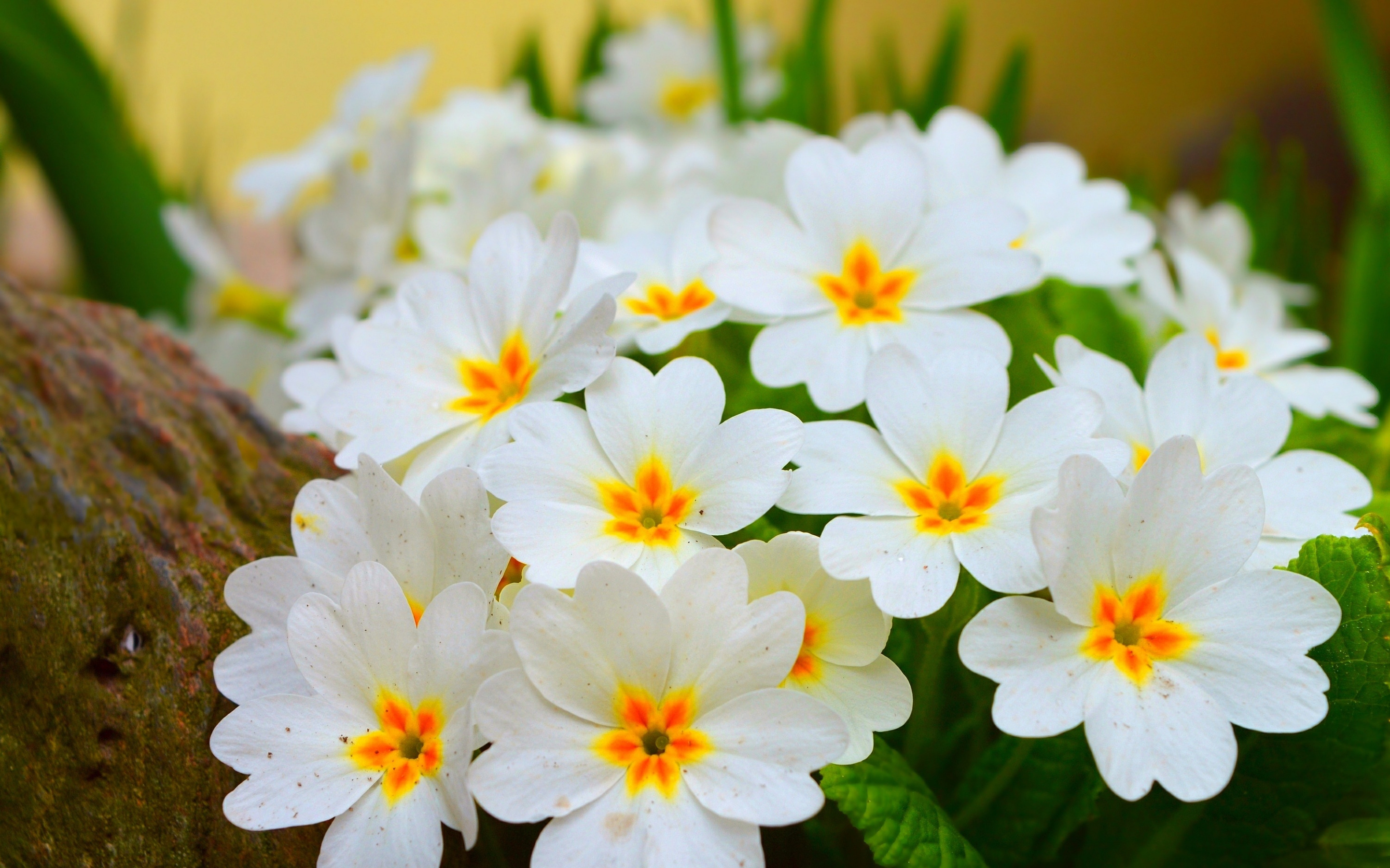 Зацветать форум. Примула первоцвет весенний. Примула весенник. Нарцисс, ветреница, примула. Белые цветочки первоцветы.