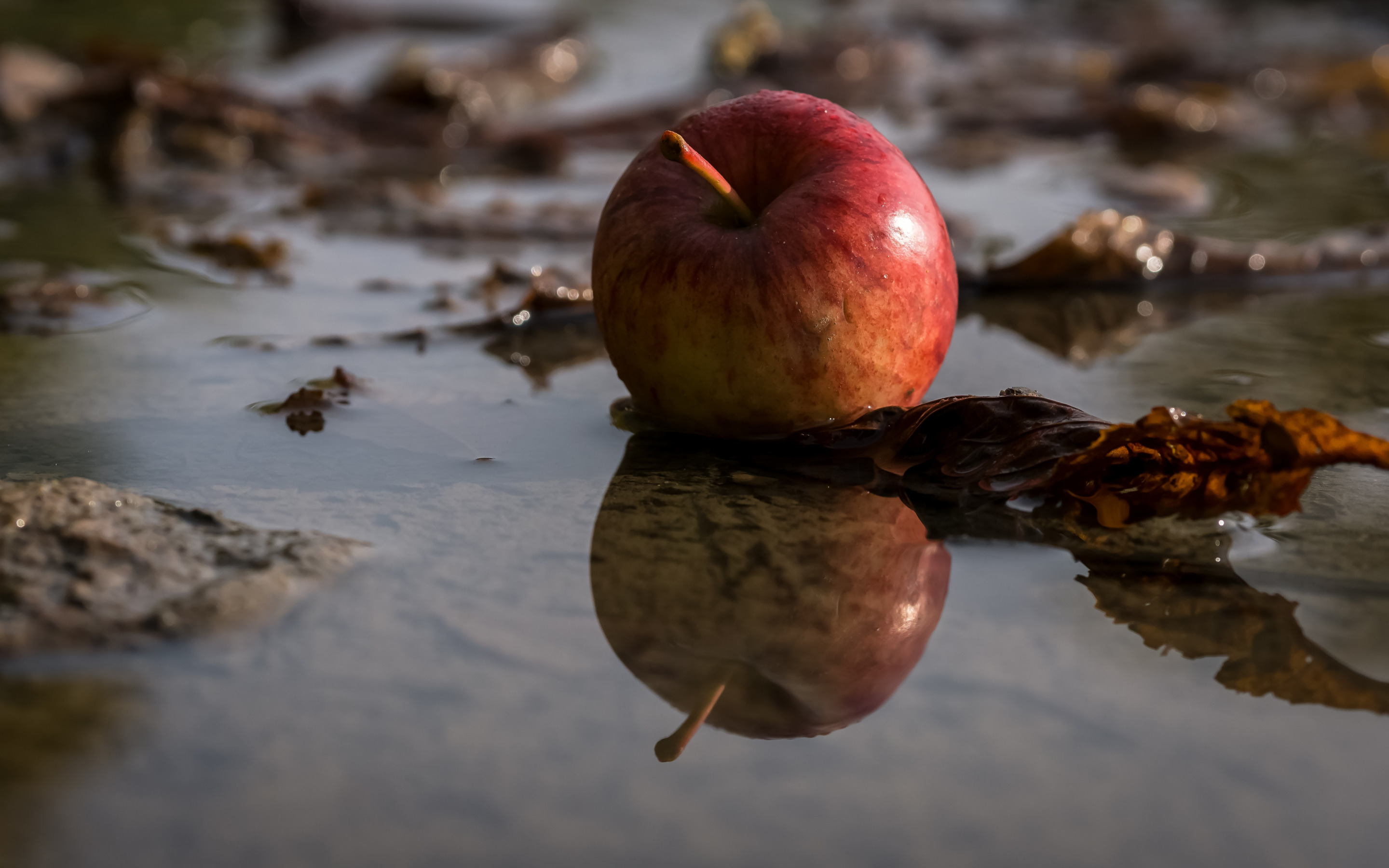 Кинуть яблоко. Яблоки в озере. Яблоки в реке. Яблоко в воде. Яблоко в луже.