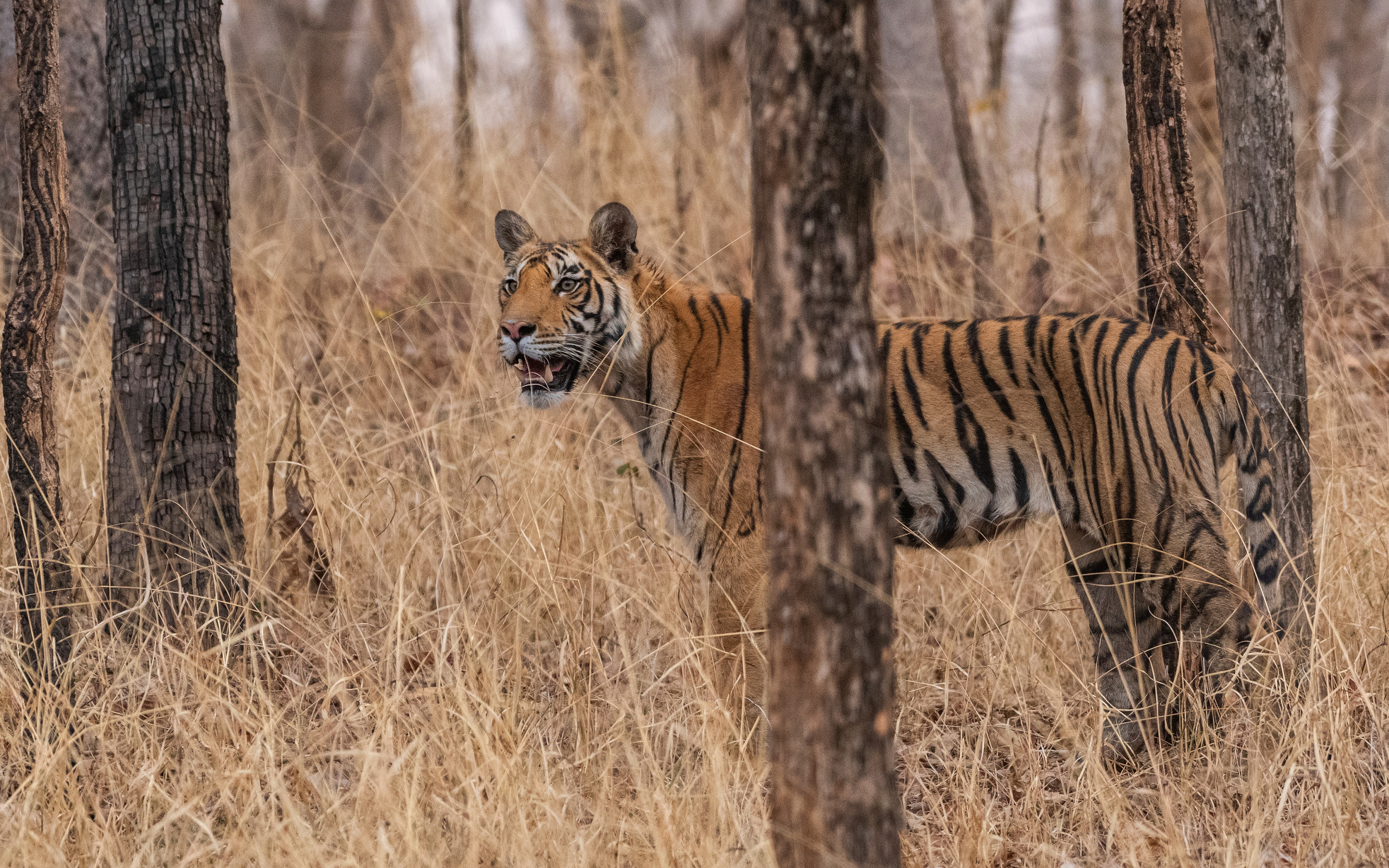 Тигр в осеннем лесу фото.