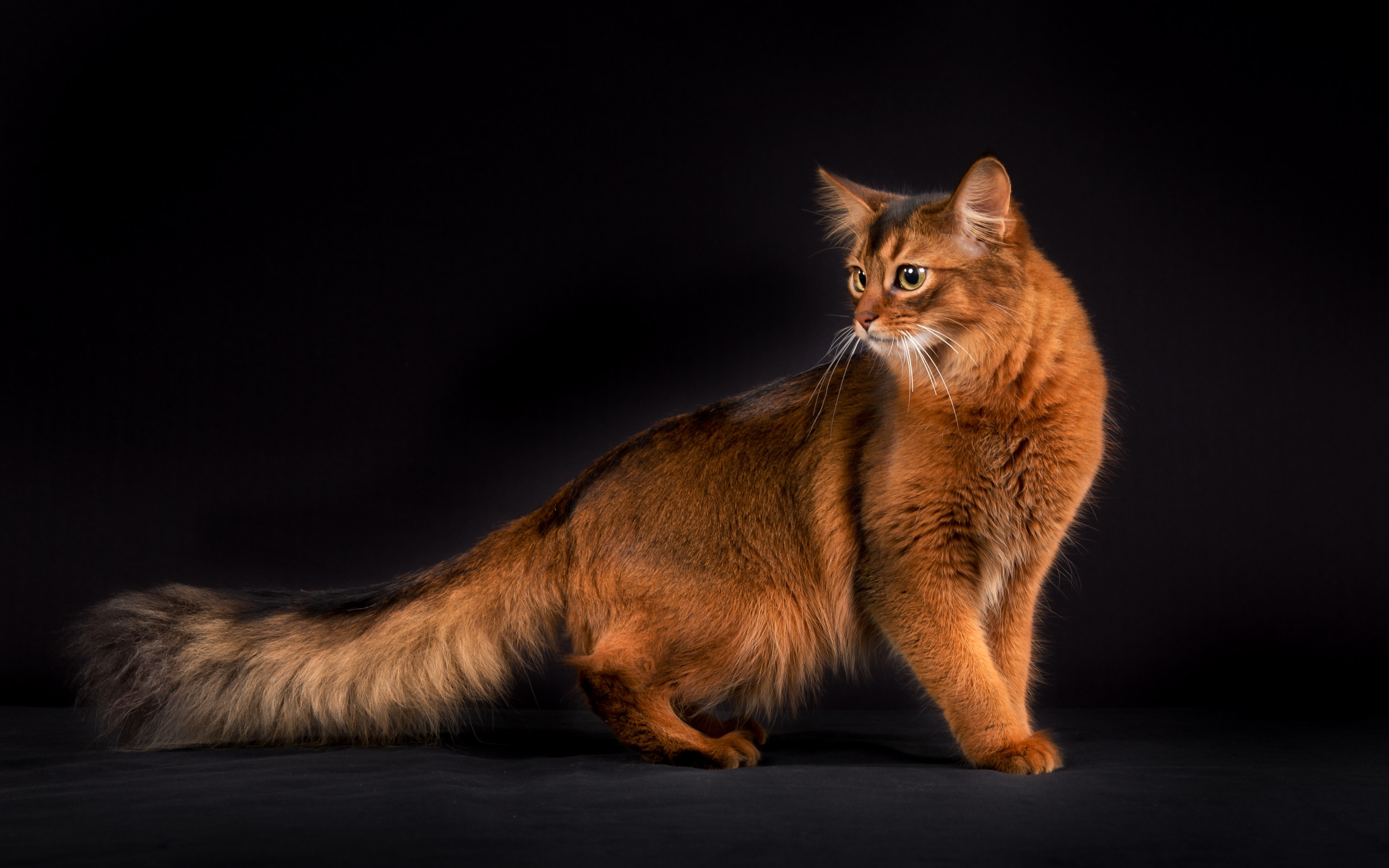 Порода кошек д. Сомалийская кошка. Сомалийская кошка длинношерстная. Сомалийская кошка рыжая. Порода кошки Сомалийская кошка.
