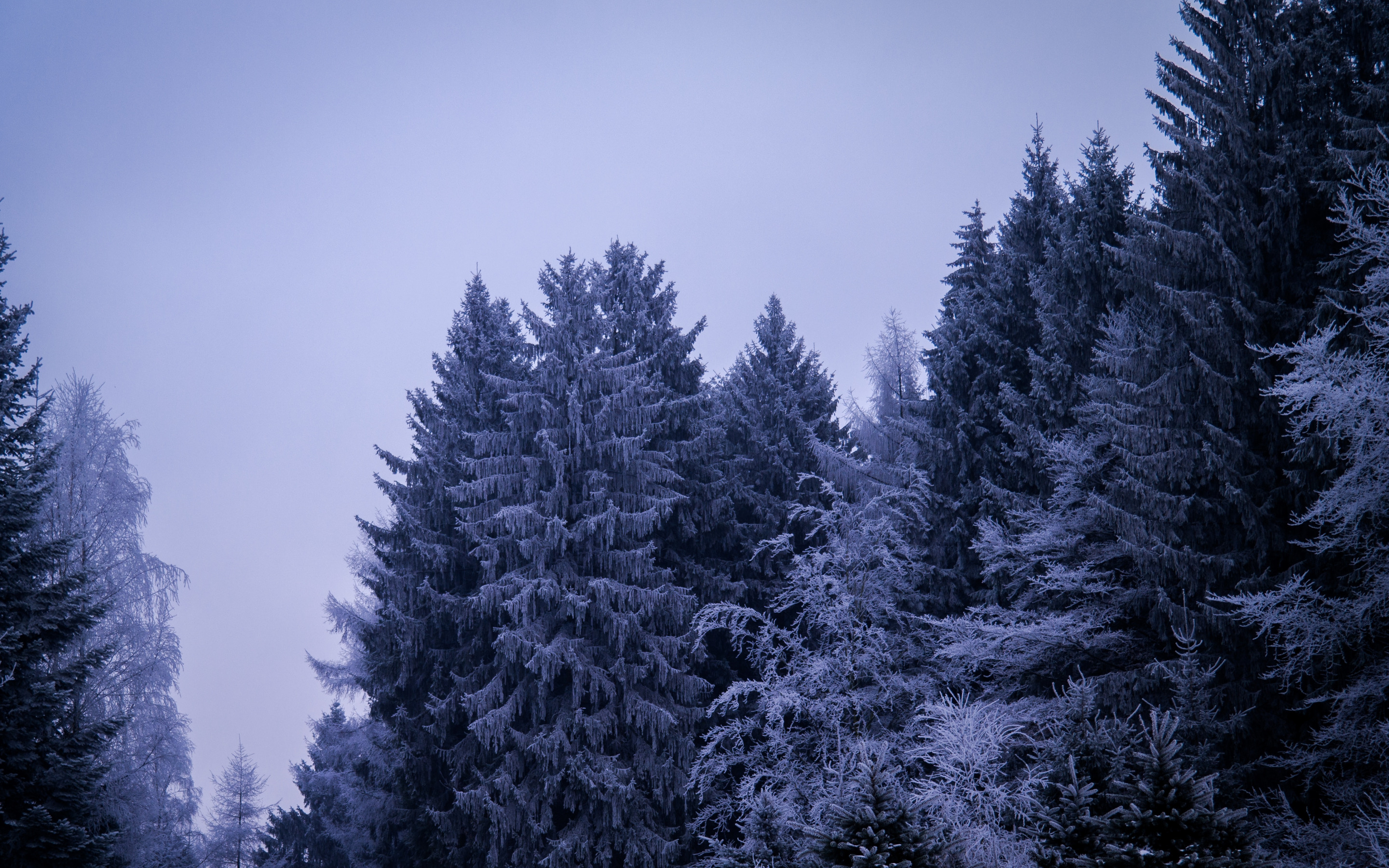 Ice forest. Зимние обои Эстетика. Зима 1920 1080 обои на рабочий стол. Зима 1920 х 640 Эстетик фото. 5472 На 3648.